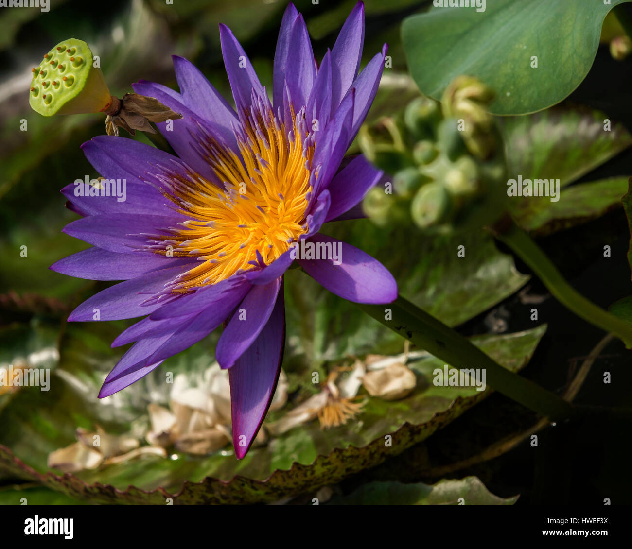 Blue Lotus Flower Stock Photo