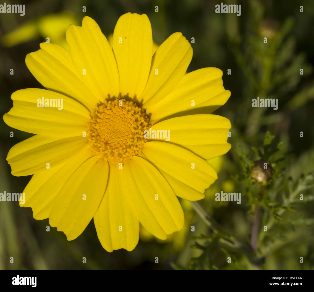 Yellow Crown Daisy (Glebionis coronaria). Stock Photo