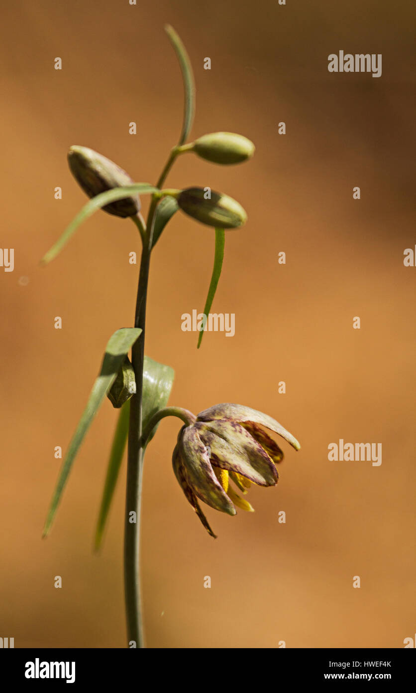 Brown Bells (Fritillaria micrantha) Stock Photo