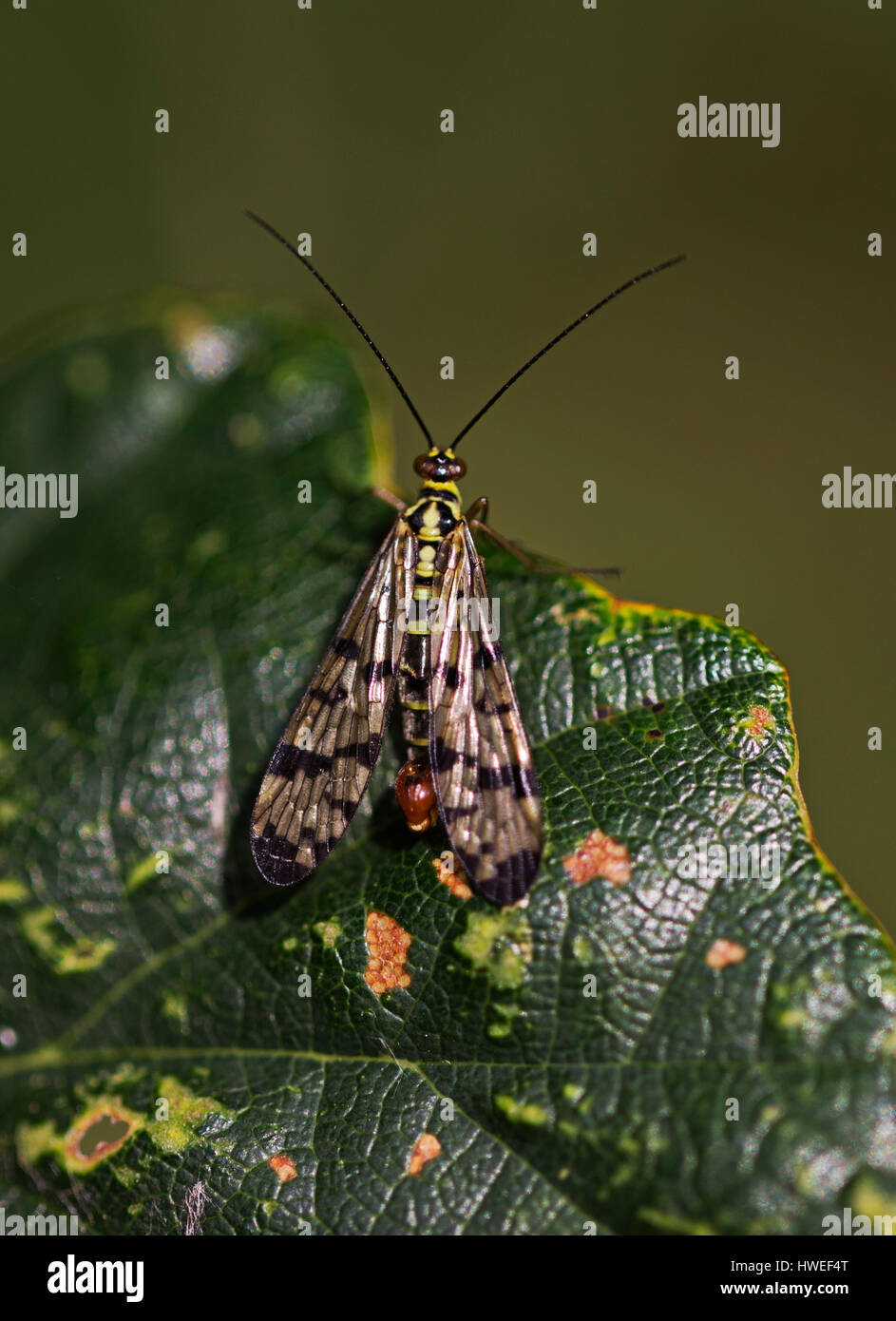 Male Scorpionfly (Panorpa sp.) resting on a leaf. Stock Photo