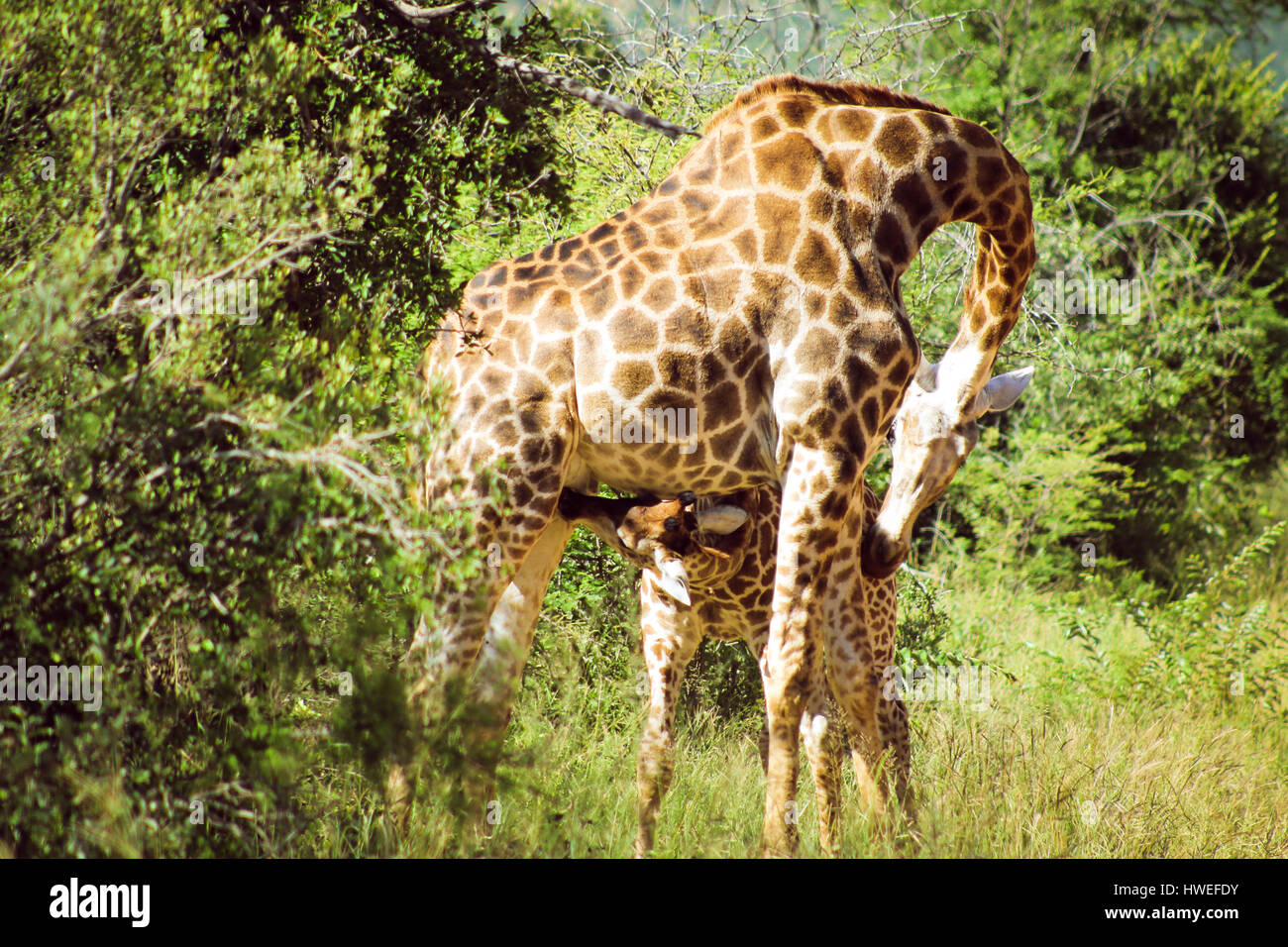 Giraffe mother and child, baby giraffe drinking from mother Stock Photo