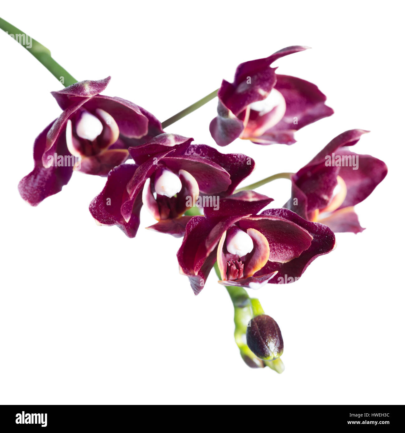 blooming twig of unusual beautiful dark cherry orchid, phalaenopsis is isolated on white background Stock Photo
