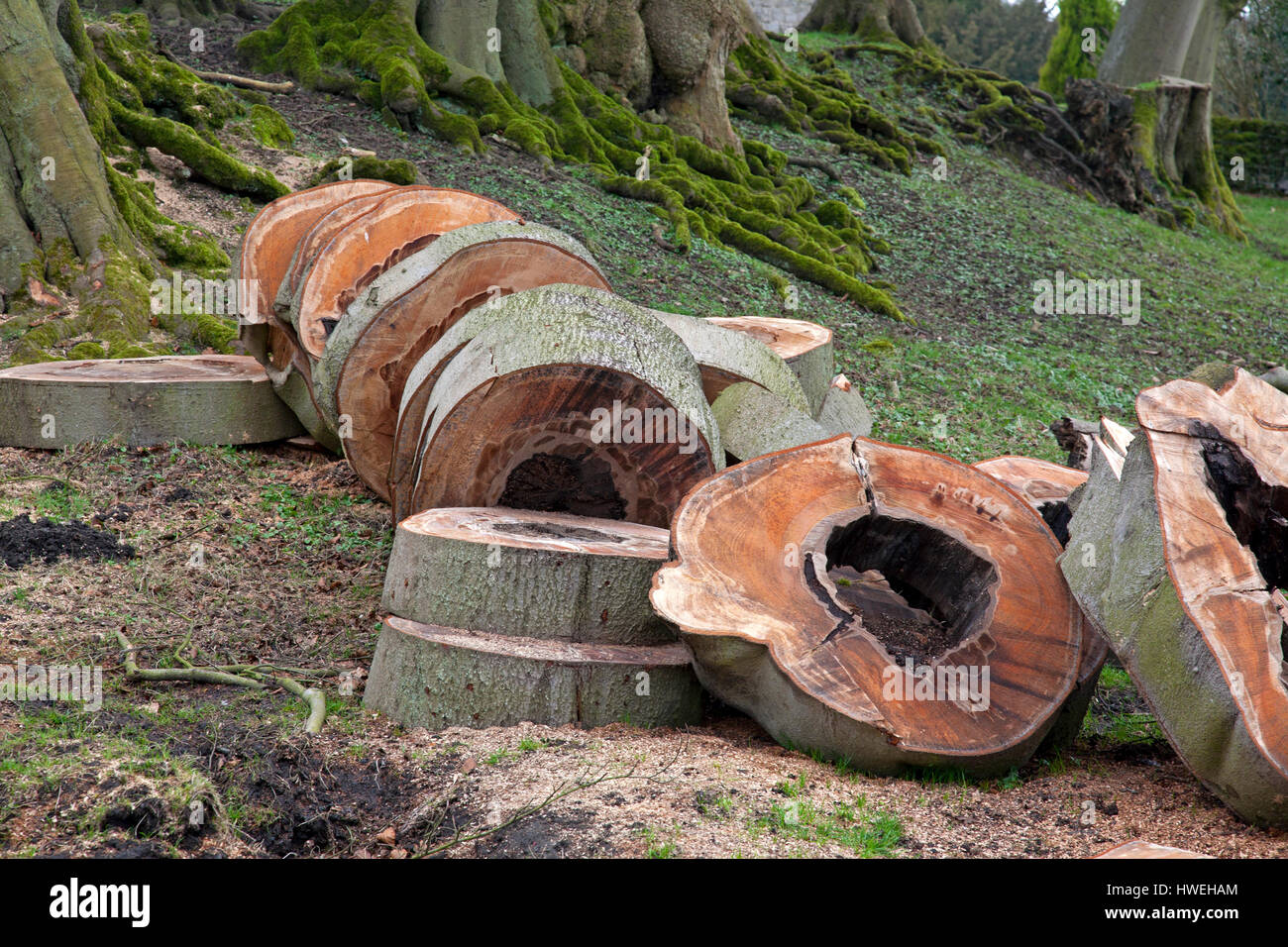 Tree cut into rings in a Derbyshire country garden Stock Photo - Alamy