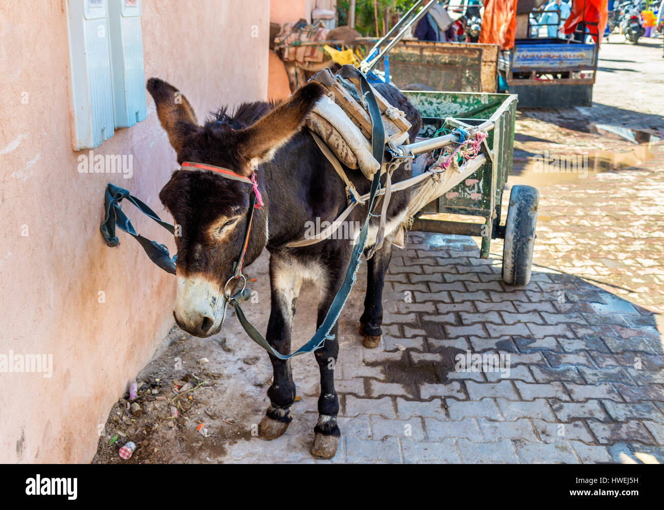Working donkey with a cart on a street of Marrakesh, Morocco Stock Photo