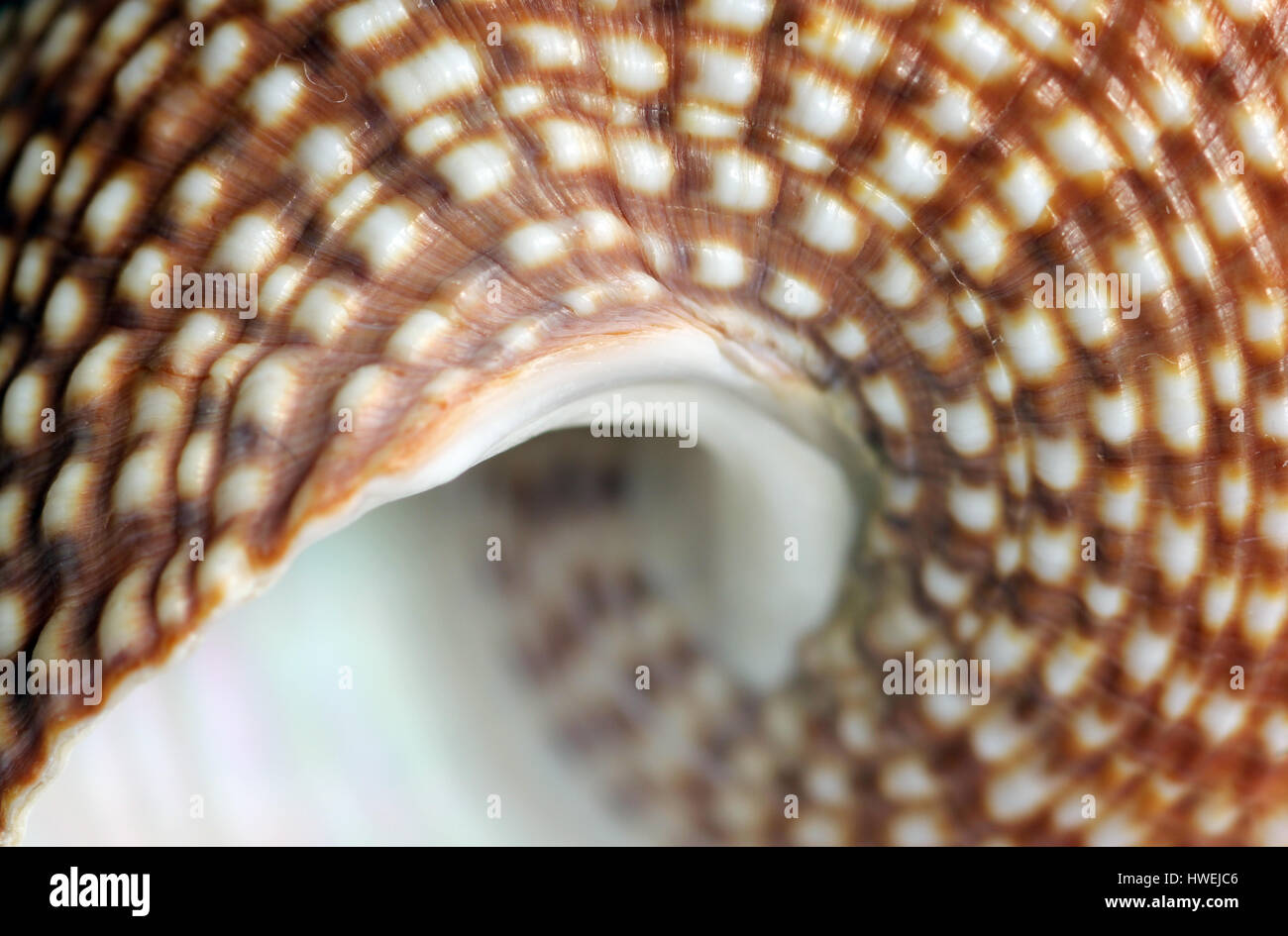 spiral sea shell macro image Stock Photo