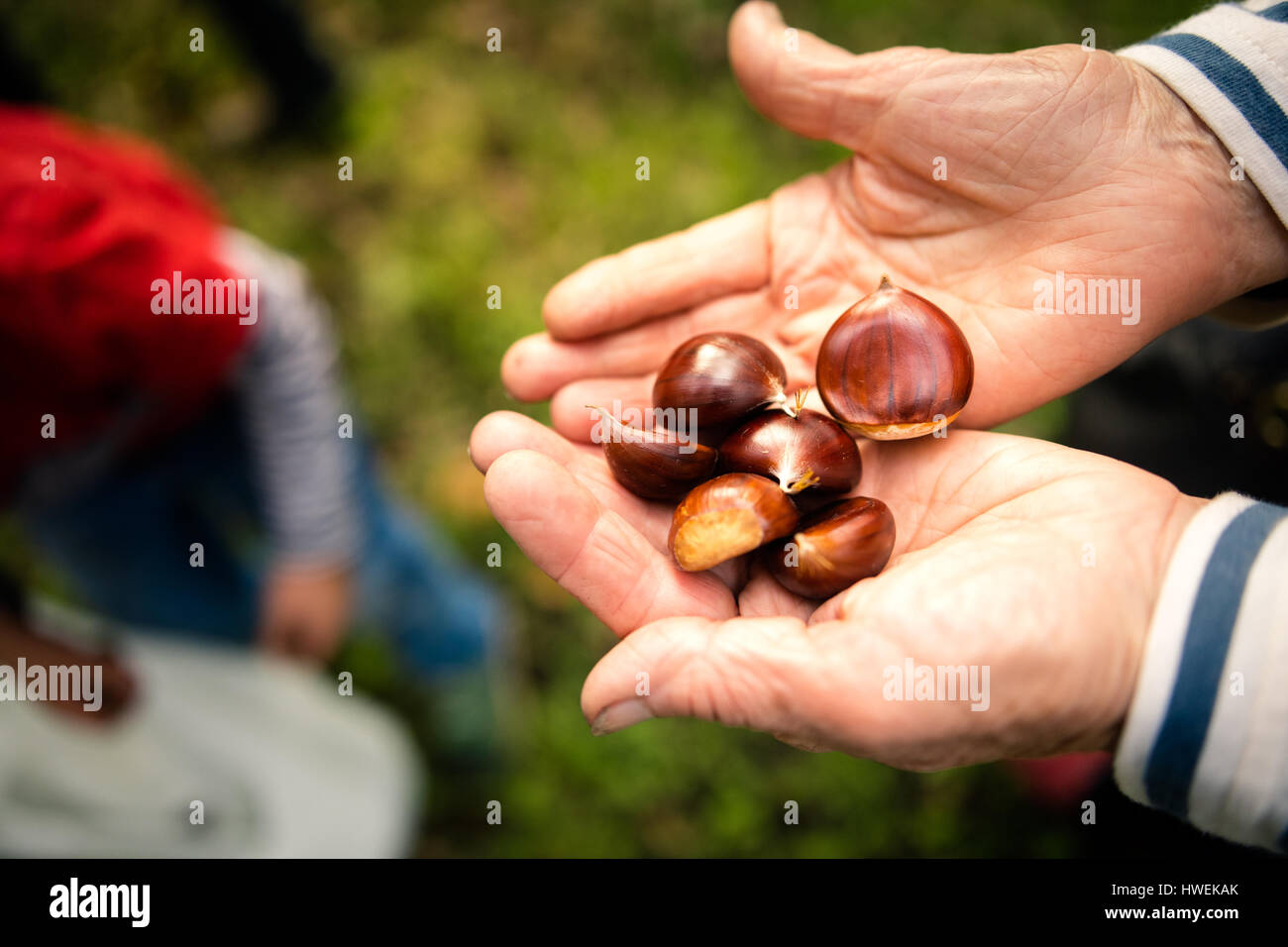 Woman's hands holding chestnuts in vineyard Stock Photo