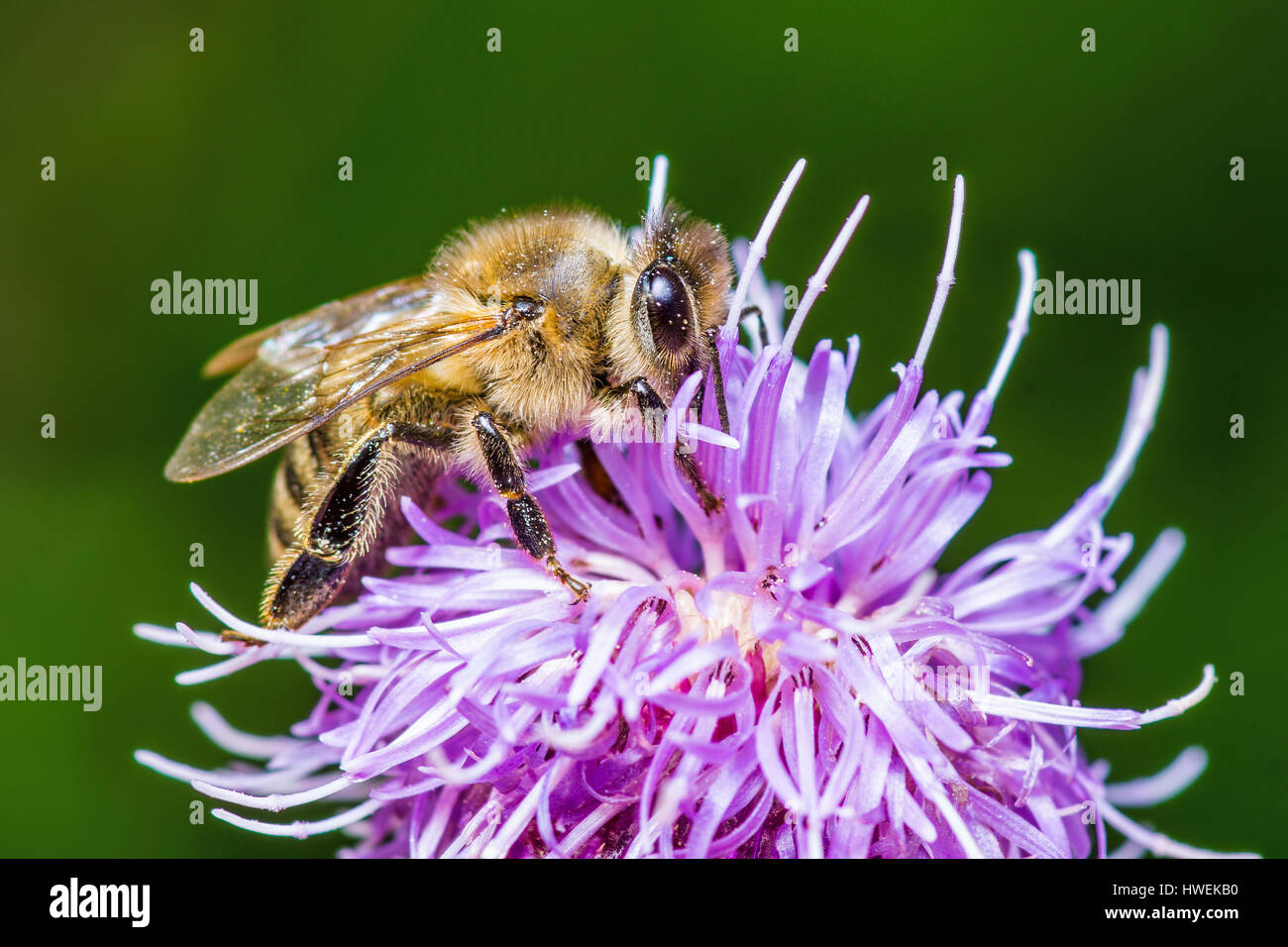 Honeybee on Agrimony Flower Stock Photo
