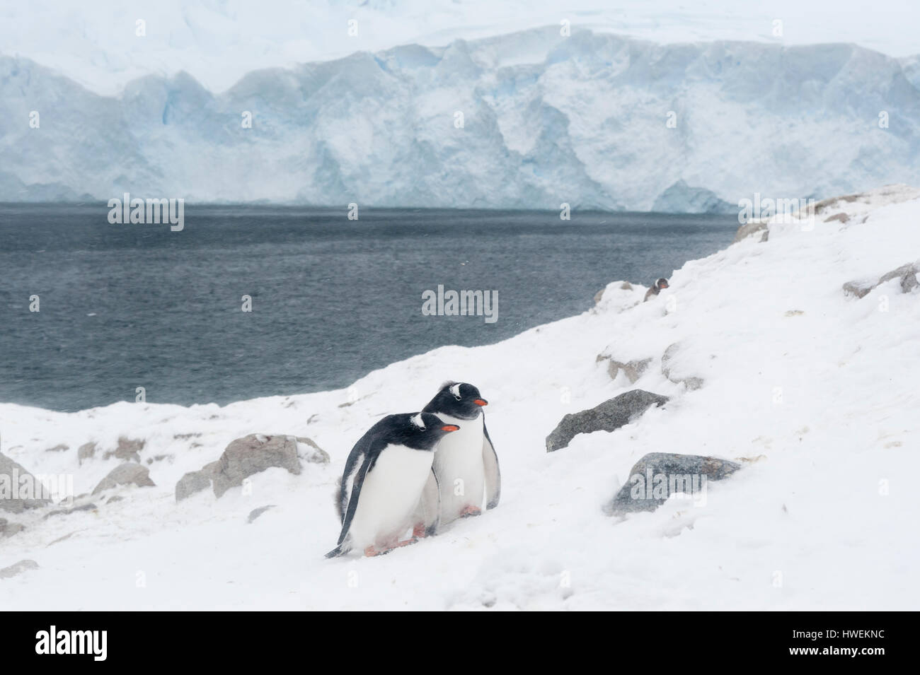 Two gentoo penguins (Pygoscelis papua), Neko Harbour, Antarctica Stock