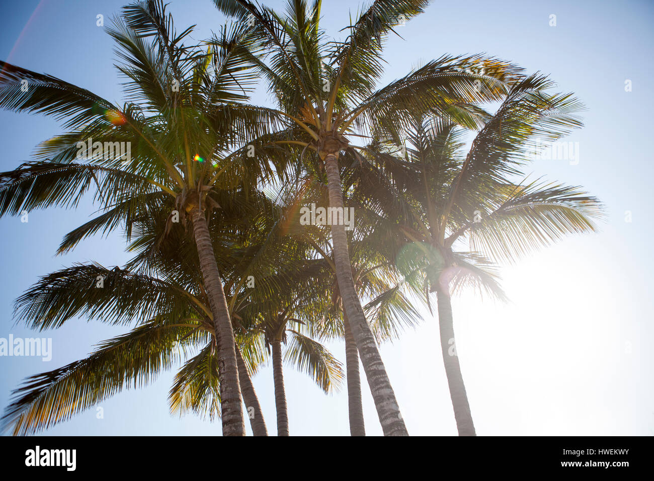 Low angle view of palm trees, against blue sky Stock Photo - Alamy