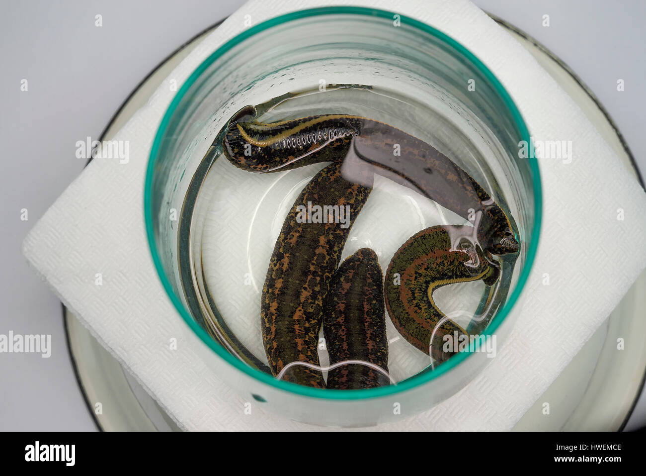 The medical leech and a close up Stock Photo Alamy