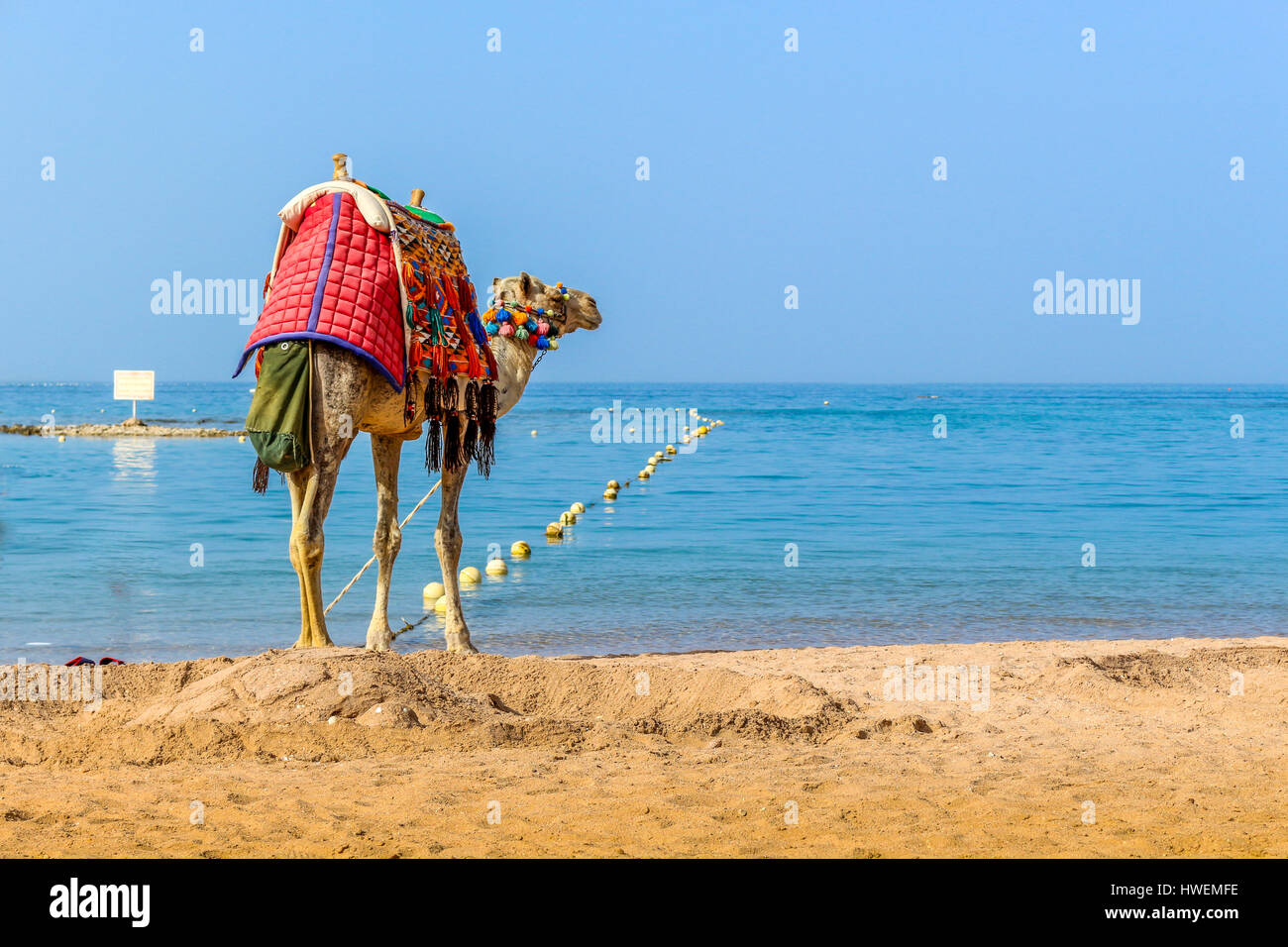 Ägypten Kamel Stock Photo