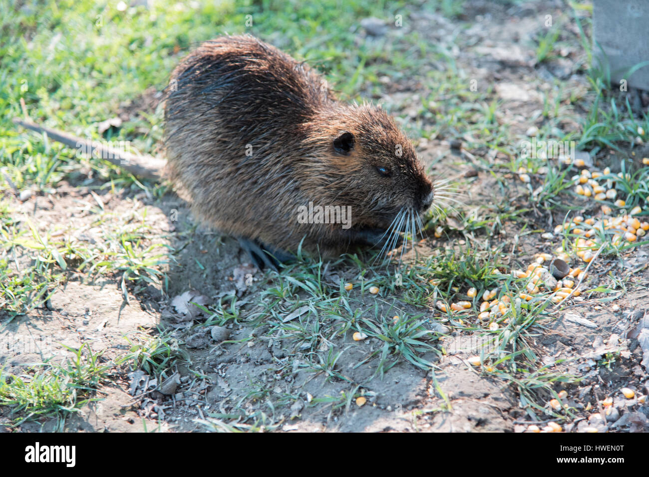 Nutria walking Stock Photo