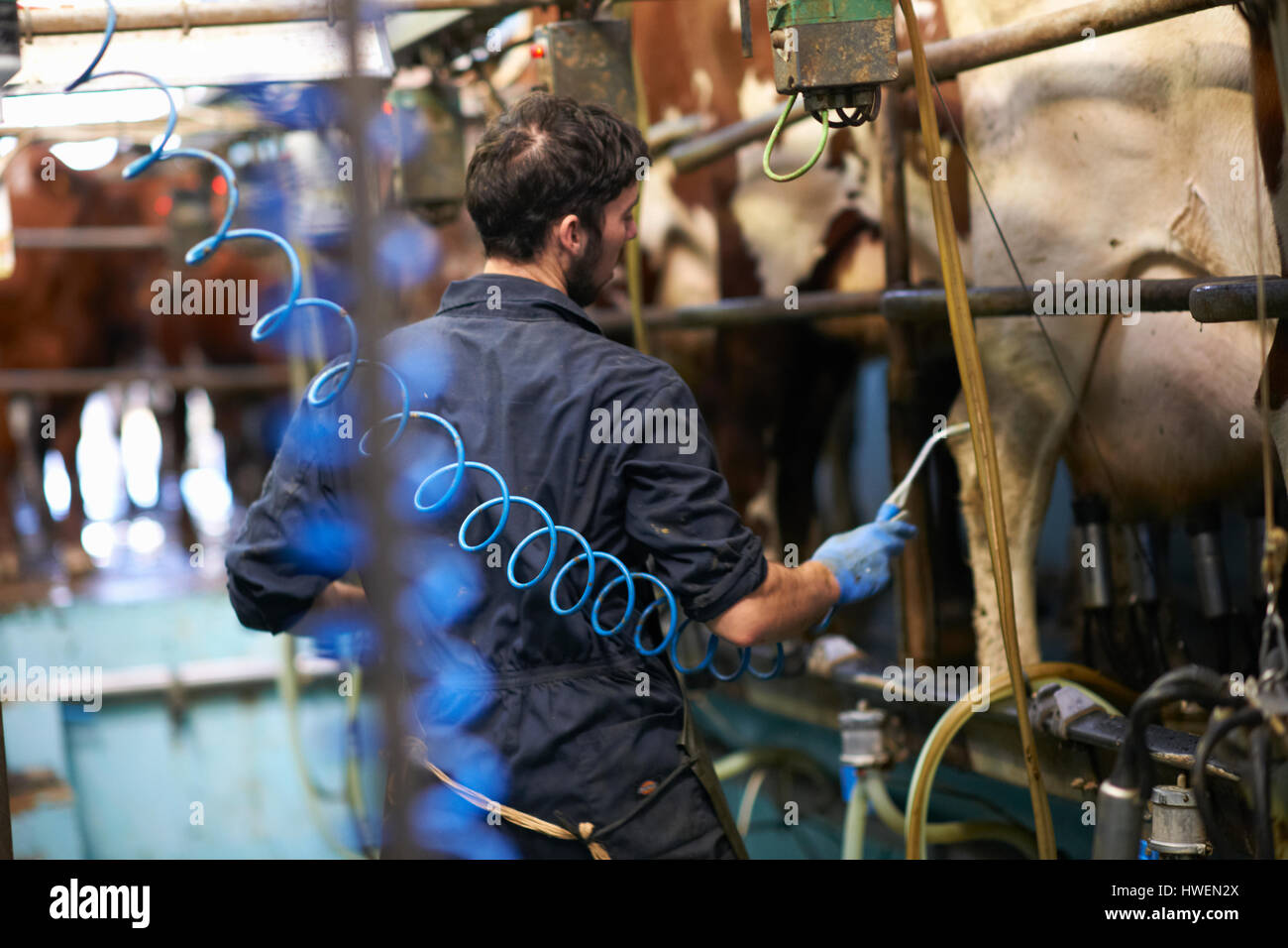 Farmer milking cows in dairy farm, using milking machines Stock Photo