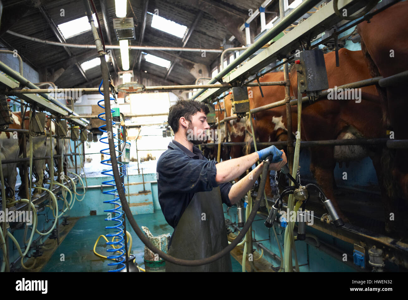 Farmer milking cows in dairy farm, using milking machines Stock Photo