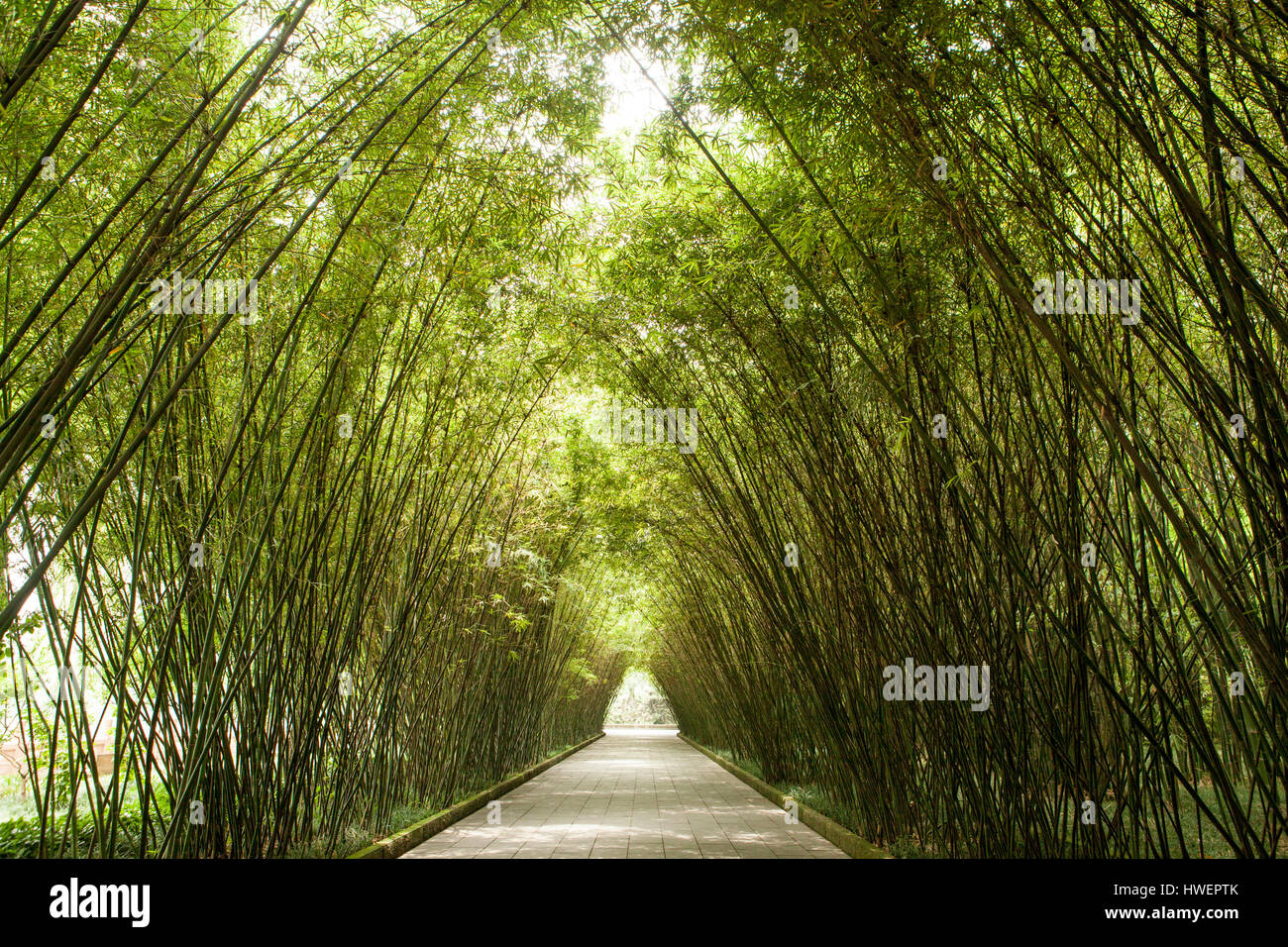 Pathway arched by tall green bamboos, Wang jiang lou park, Chengdu, Sichuan, China Stock Photo