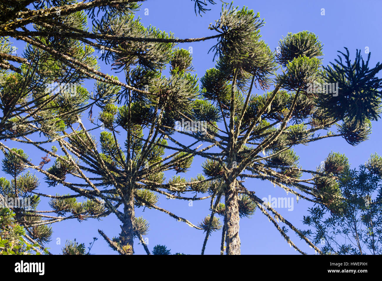 Araucaria angustifolia at Itaimbezinho Canyon, Cambara do Sul, Rio Grande do Sul, Brazil Stock Photo