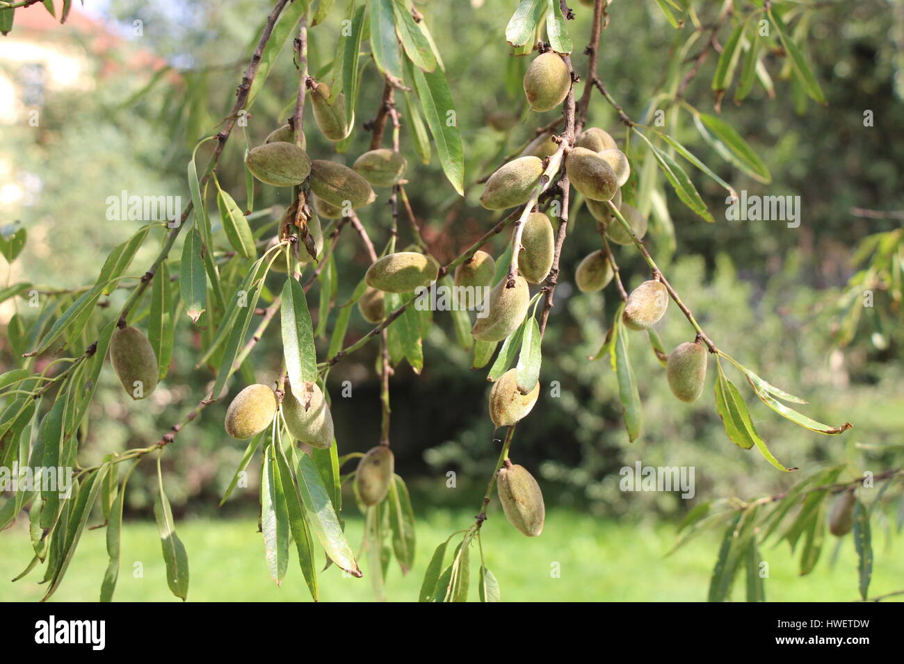Almond hull kernel shell hires stock photography and images Alamy
