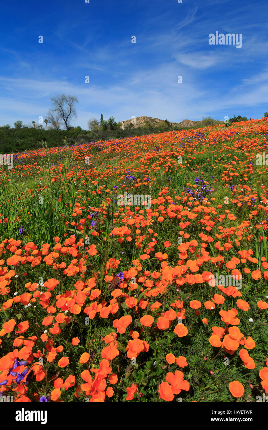 Poppy flowers, Temecula, Riverside County, California, USA Stock Photo Alamy