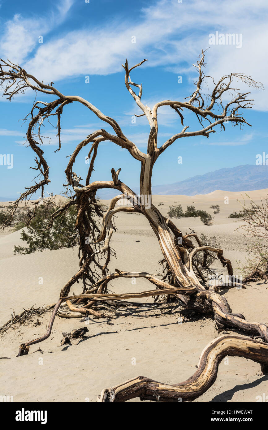 Dead tree in Death Valley, California Stock Photo