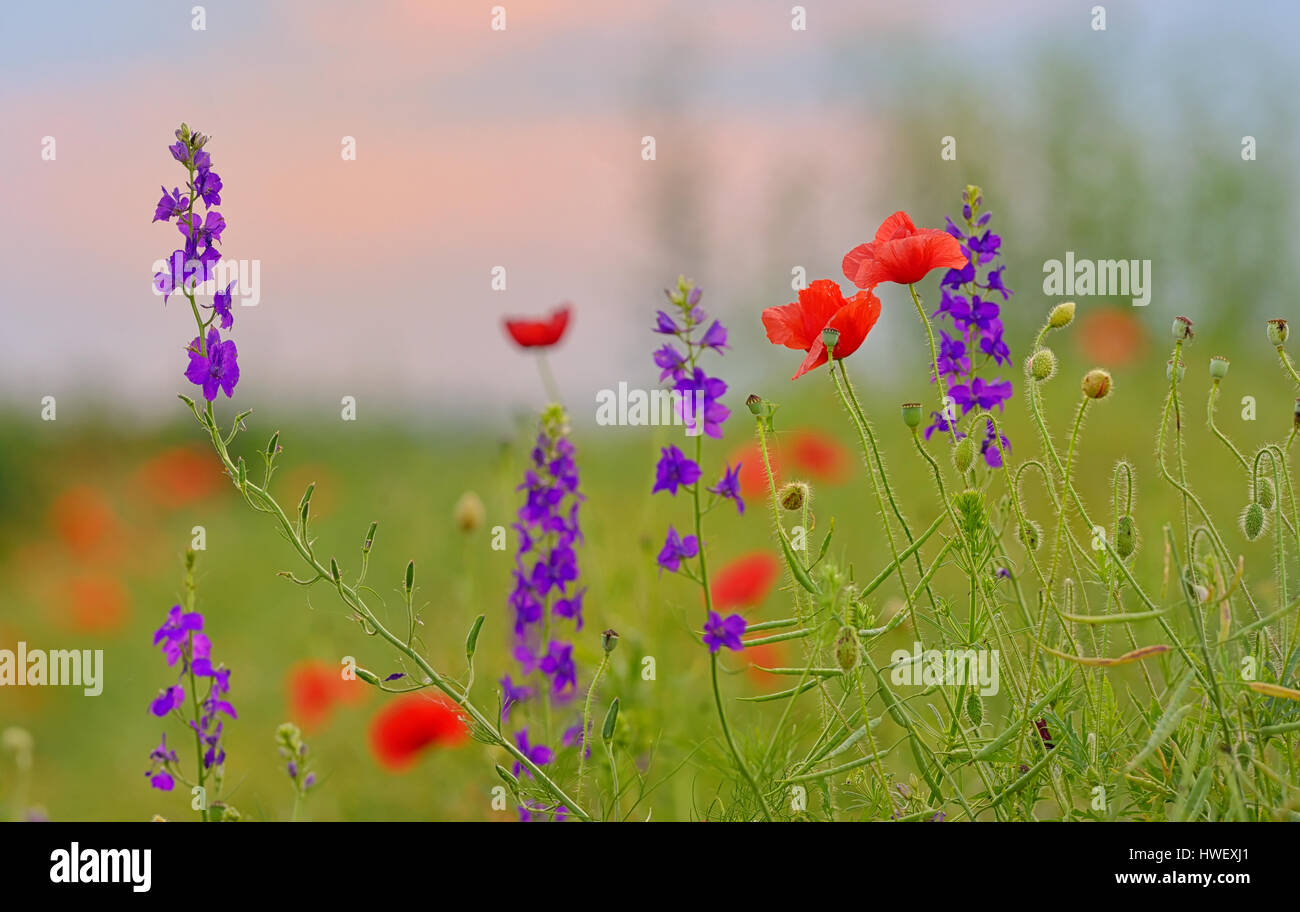 Colorful flowers on field hi-res stock photography and images - Alamy