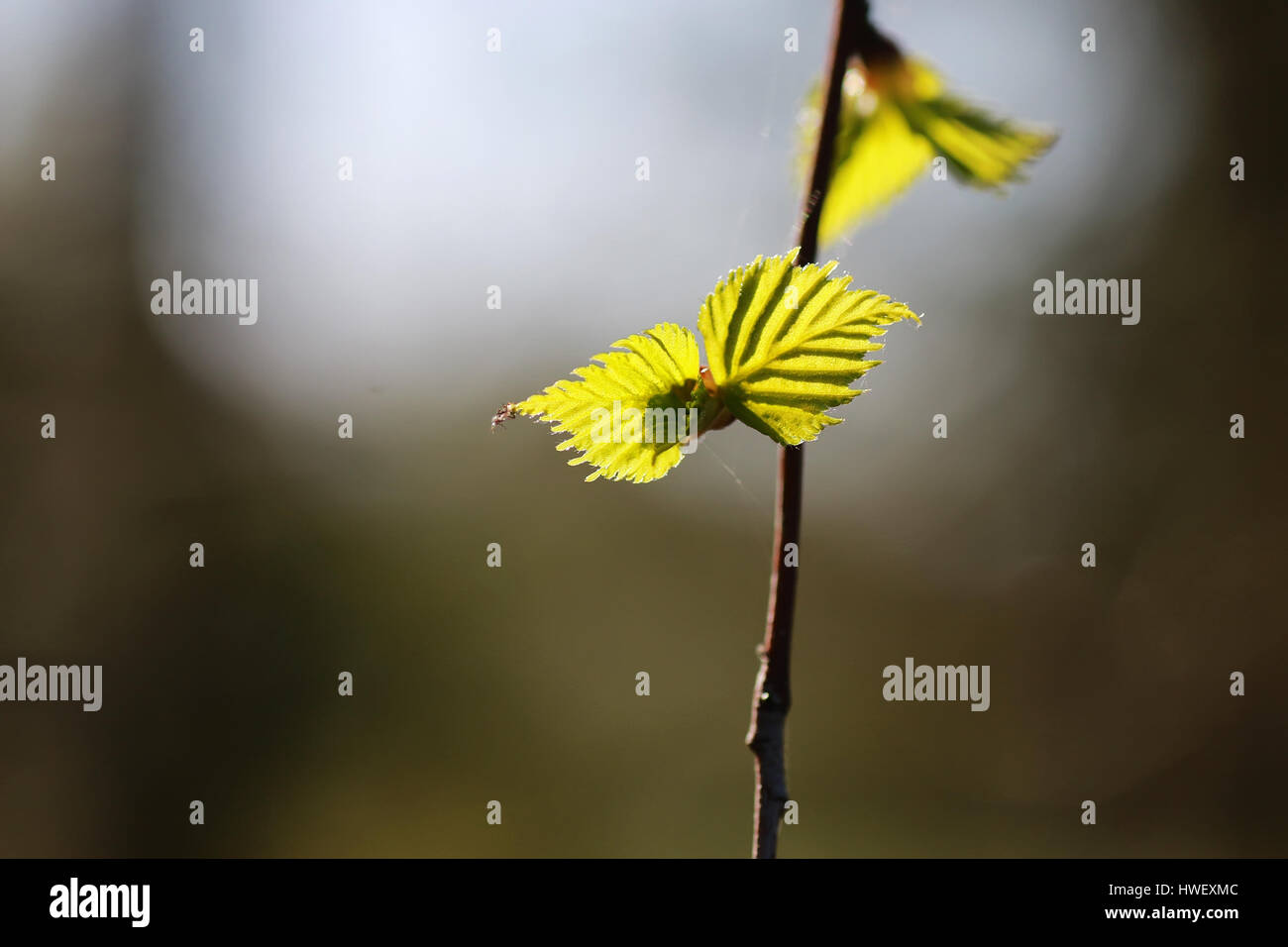 fresh spring leaves on a tree Stock Photo - Alamy