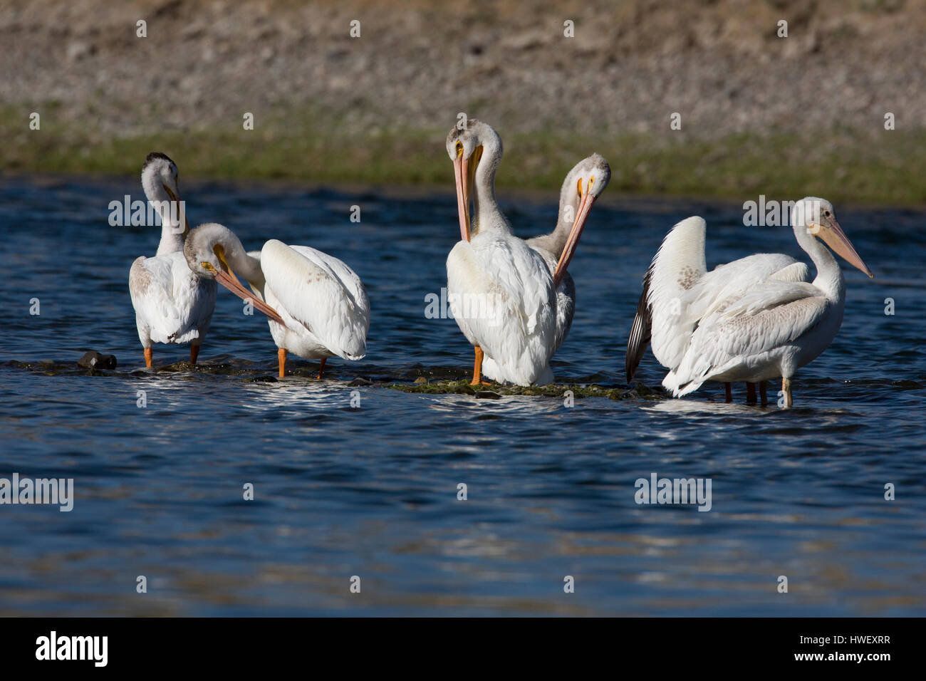 Non-breeding American white pelicans preen while resting on a river gravel bar. Immense waterbird is one of North America’s largest and heaviest birds Stock Photo