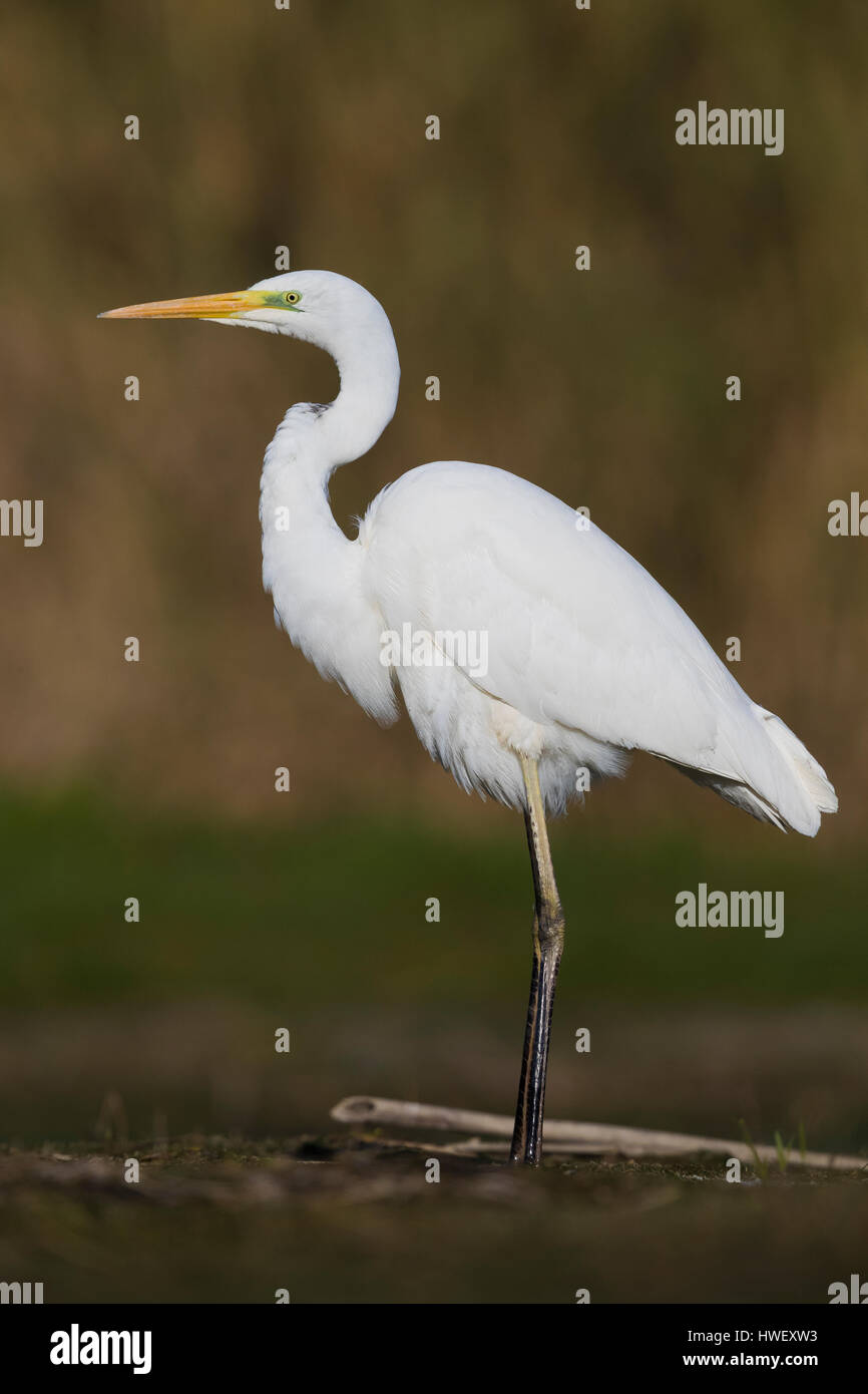 Great Egret (Ardea alba), adult standing on the ground Stock Photo