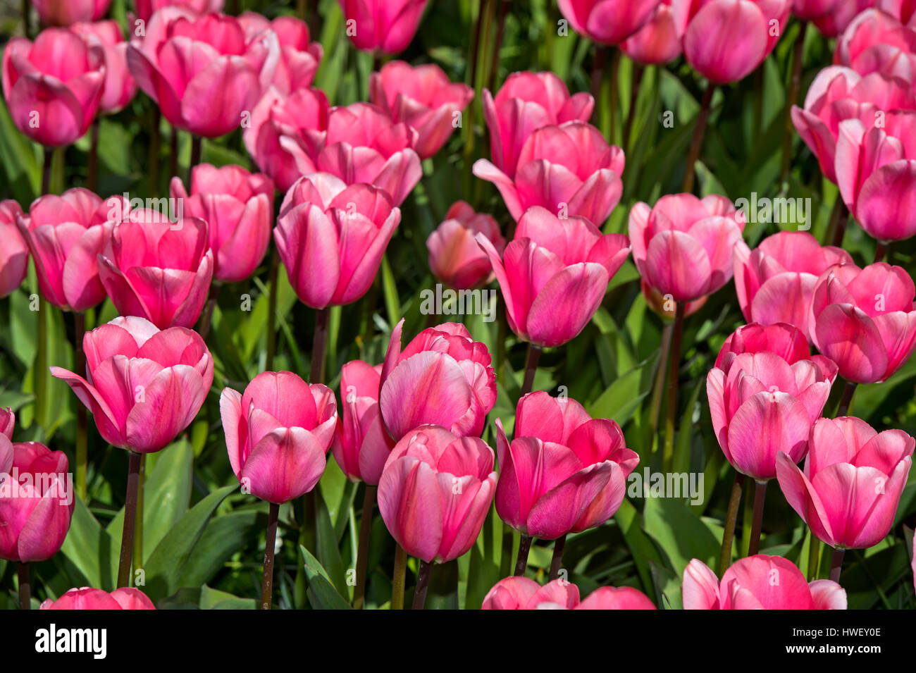 Pink Darwin Hybrid Tulips Love Me Tender, Keukenhof Flower Gardens, Lisse, Netherlands Stock Photo