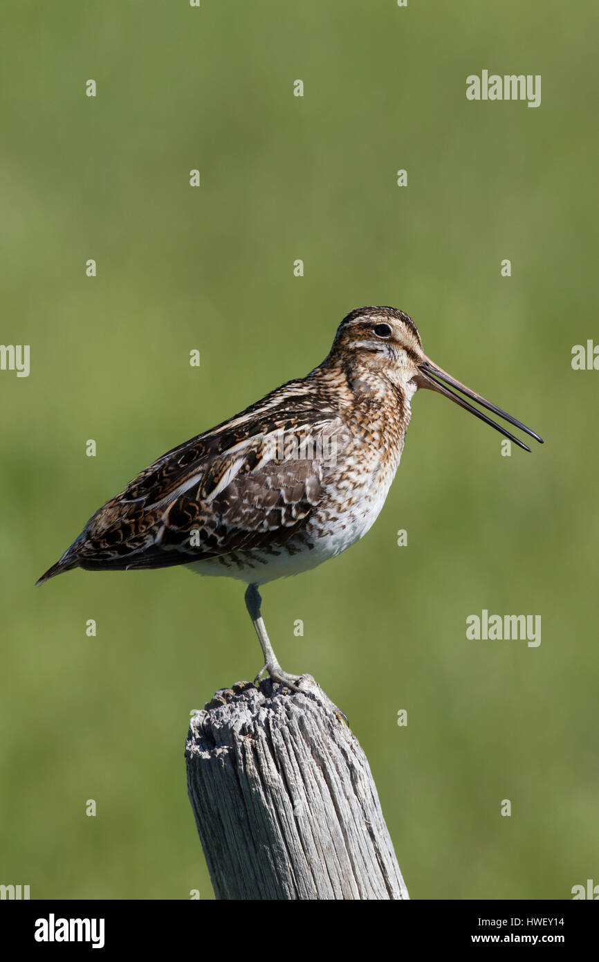 Wilsons snipe hi-res stock photography and images - Alamy
