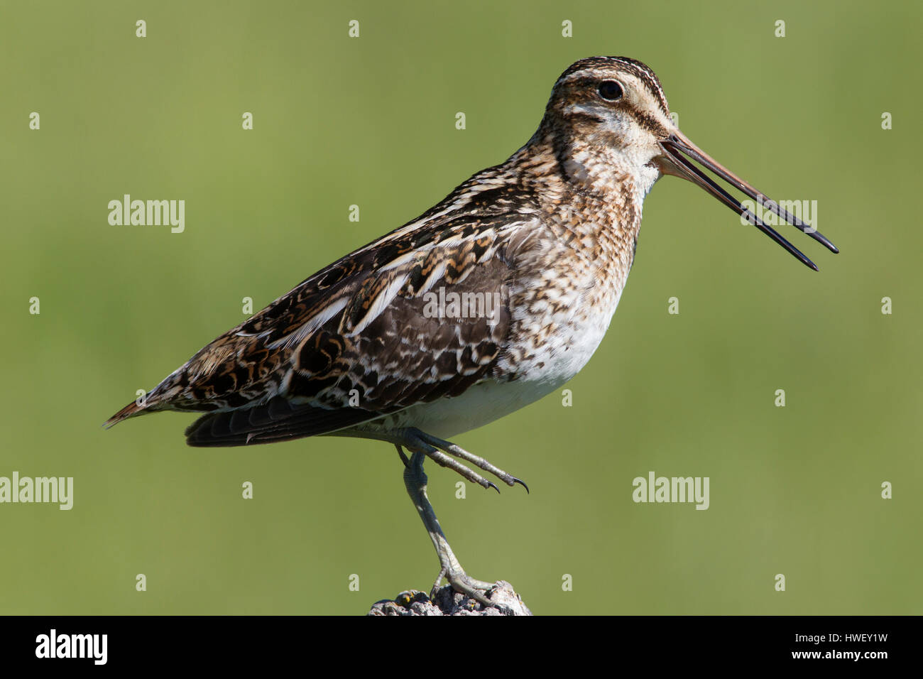 A Wilson's snipe (Gallinago delicata) lowers its foot as it calls, Russell Country Bird Trail. Stock Photo