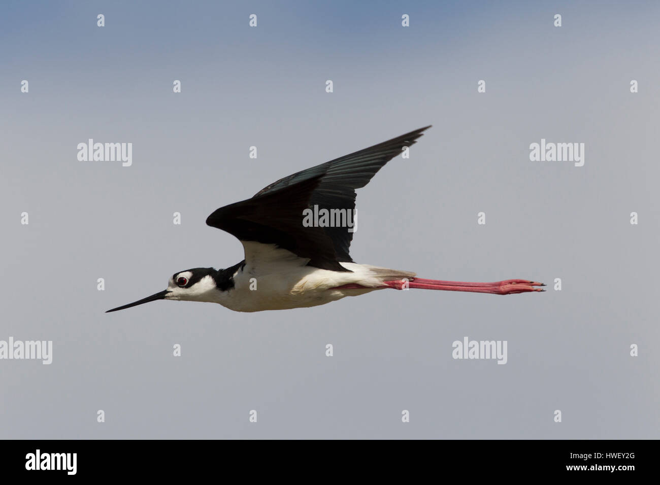 Flying black-necked stilt (Himantopus mexicanus) against a blue sky background. Elegant black and white pattern with long pink legs is unique to bird. Stock Photo