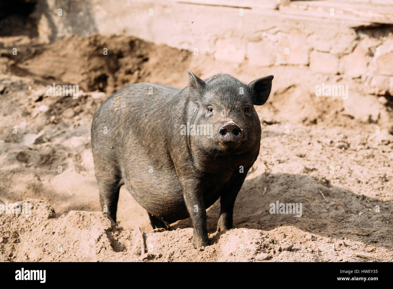 Household A Large Black Pig In Farm. Pig Farming Is Raising And