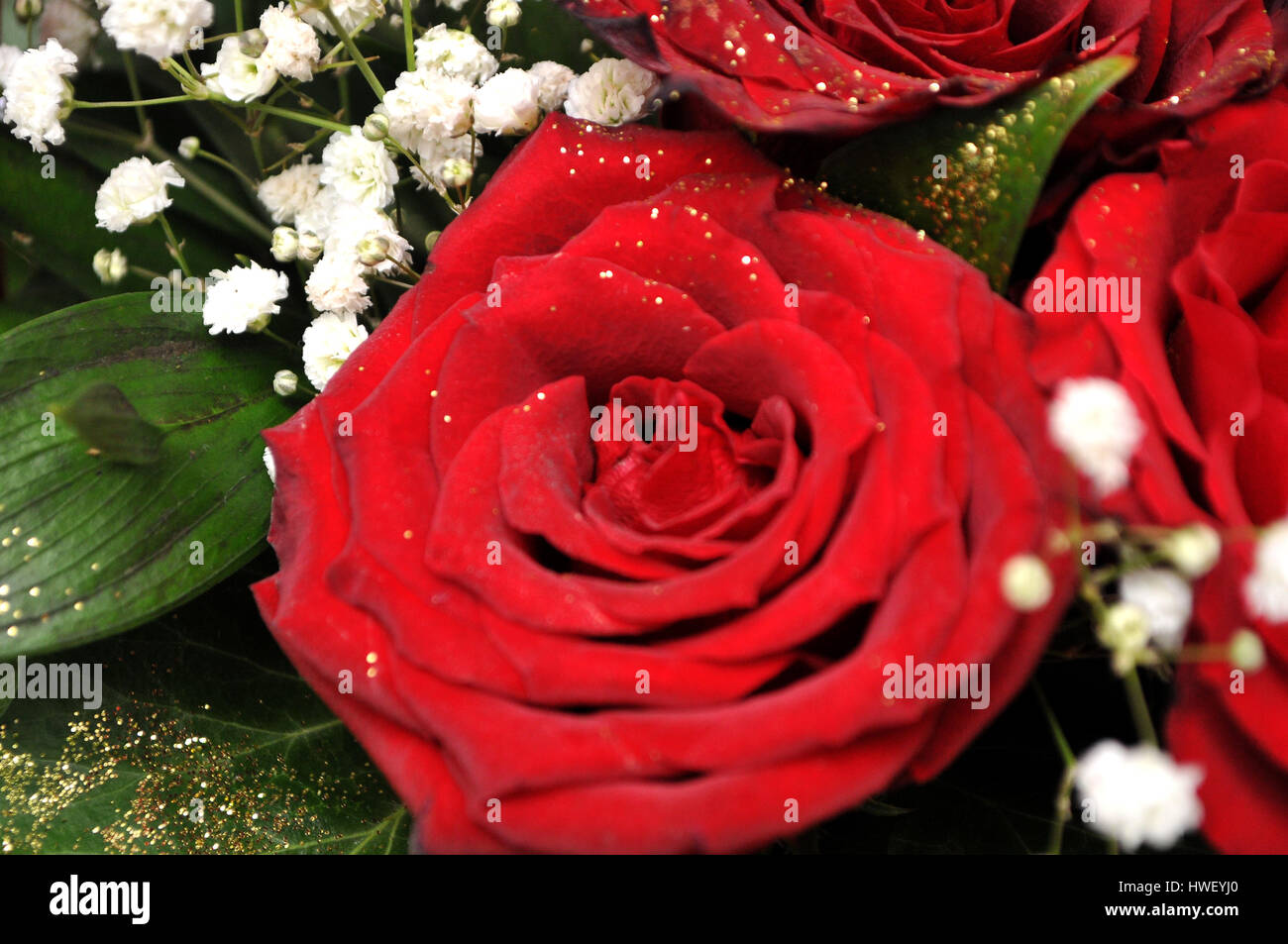 Splendor card hi-res stock photography and images - Alamy