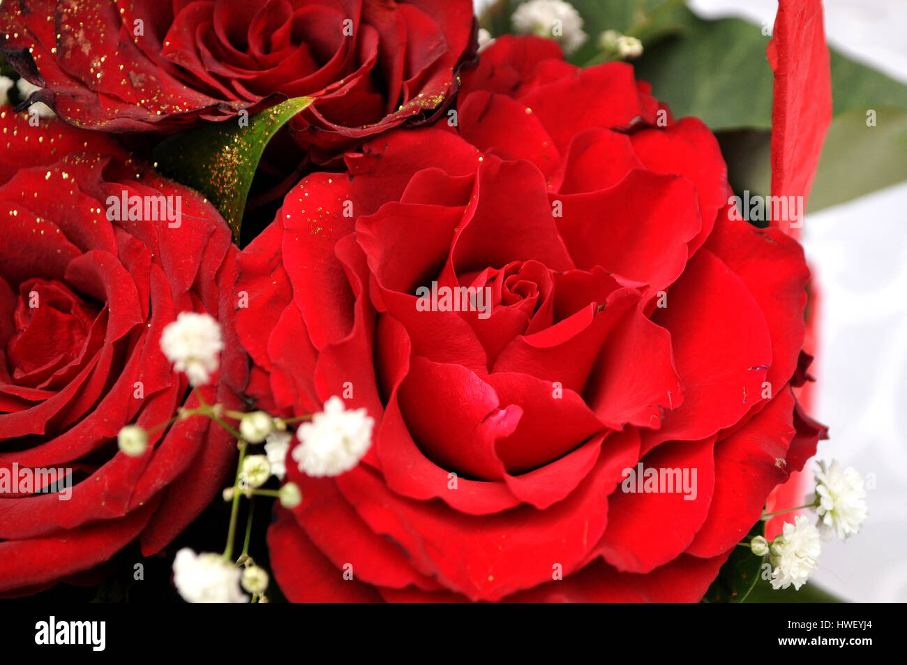 Splendor card hi-res stock photography and images - Alamy