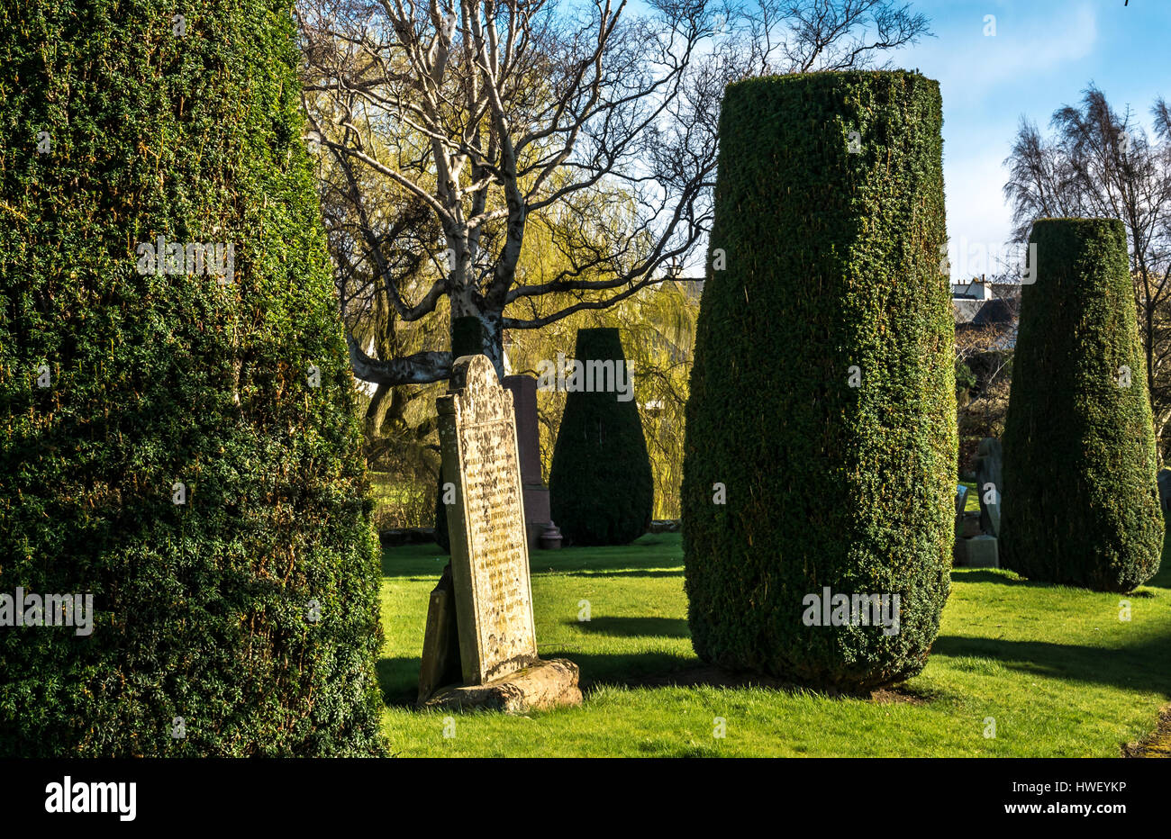 Topiary yew trees and leaning gravestones in St Mary’s Parish church yard, Haddington, East Lothian, Scotland, UK Stock Photo