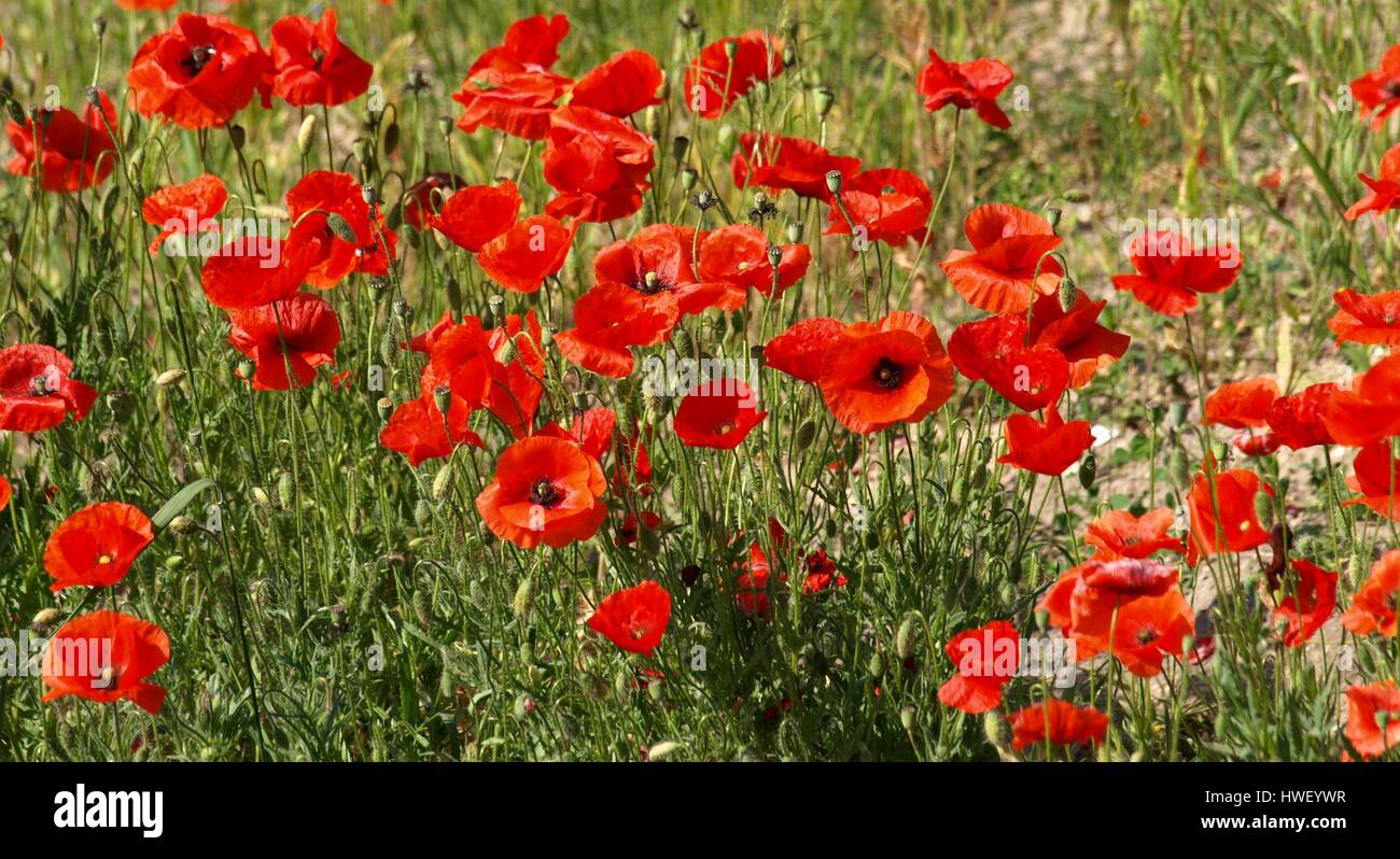 Poppy seed flowers on cereal field Stock Photo Alamy