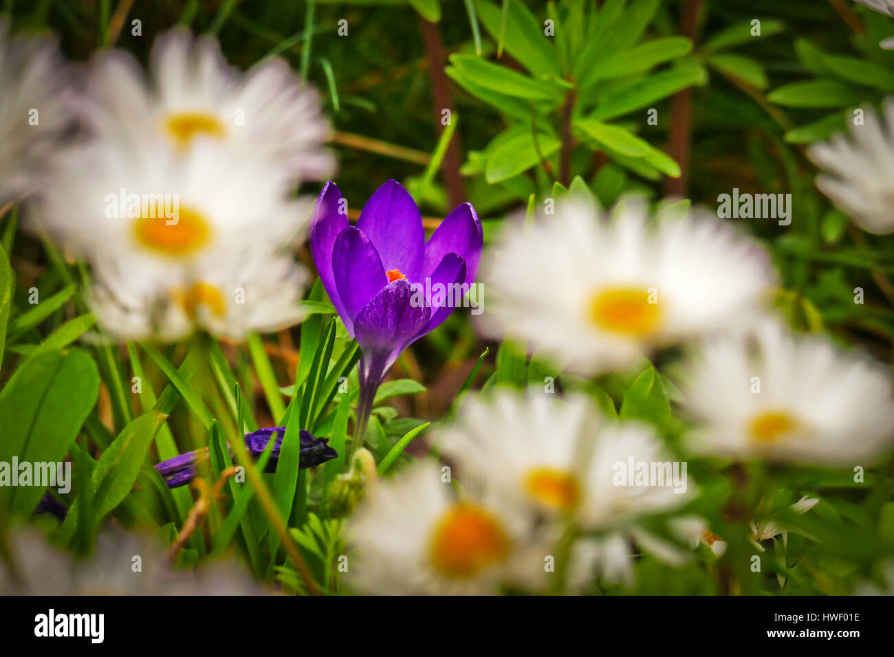 Mauve Crocuses hidden amongst daisies growing in London Stock Photo