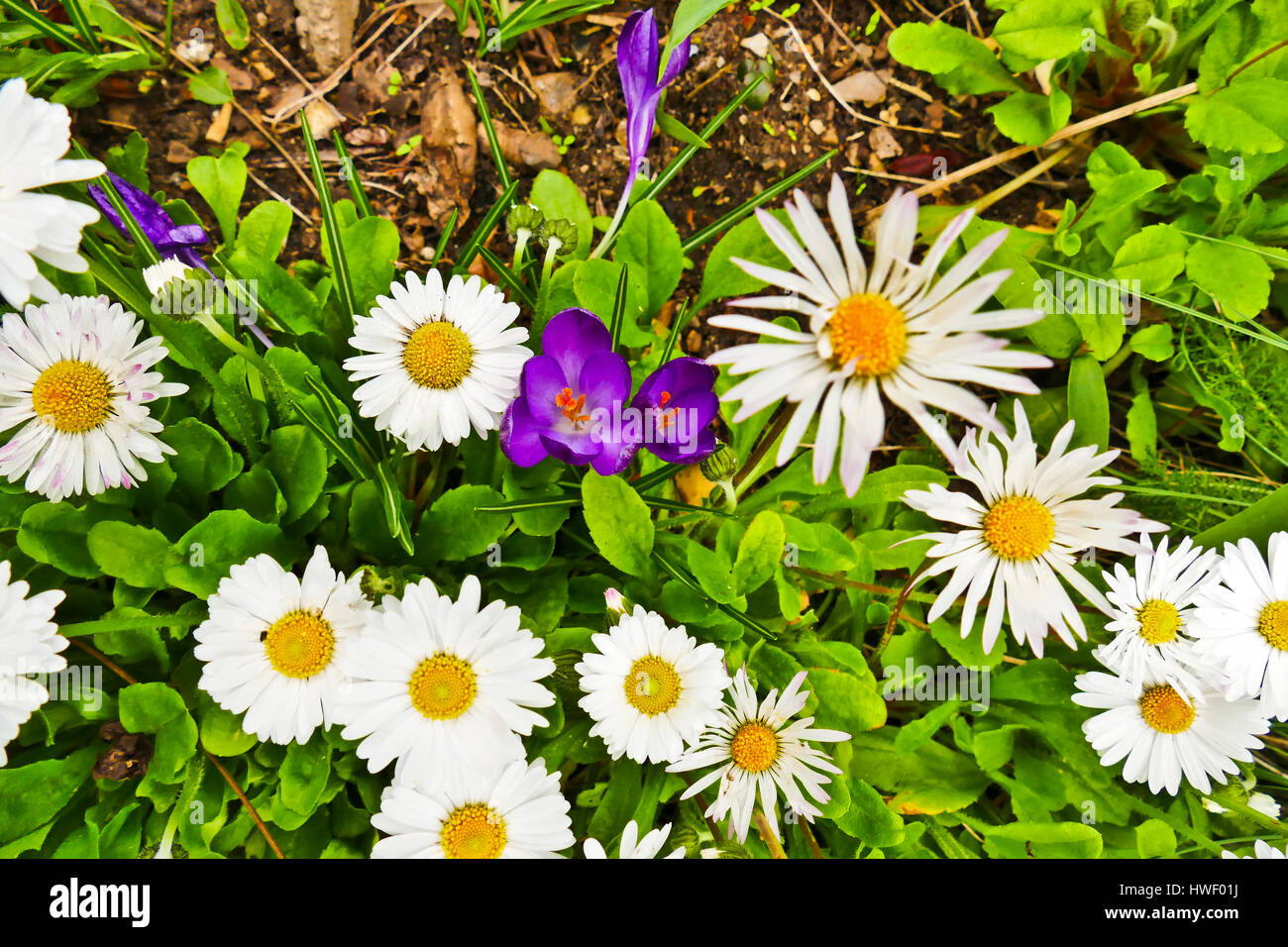 Mauve Crocuses hidden amongst daisies growing in London Stock Photo