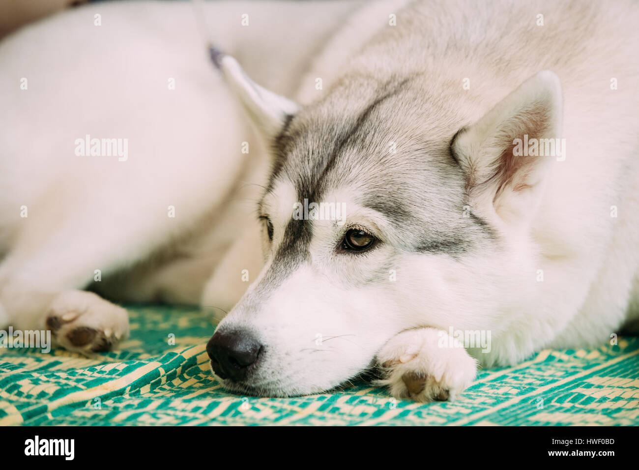 Gray Adult Siberian Husky Dog Sibirsky Husky Sleeping In His Bed Stock