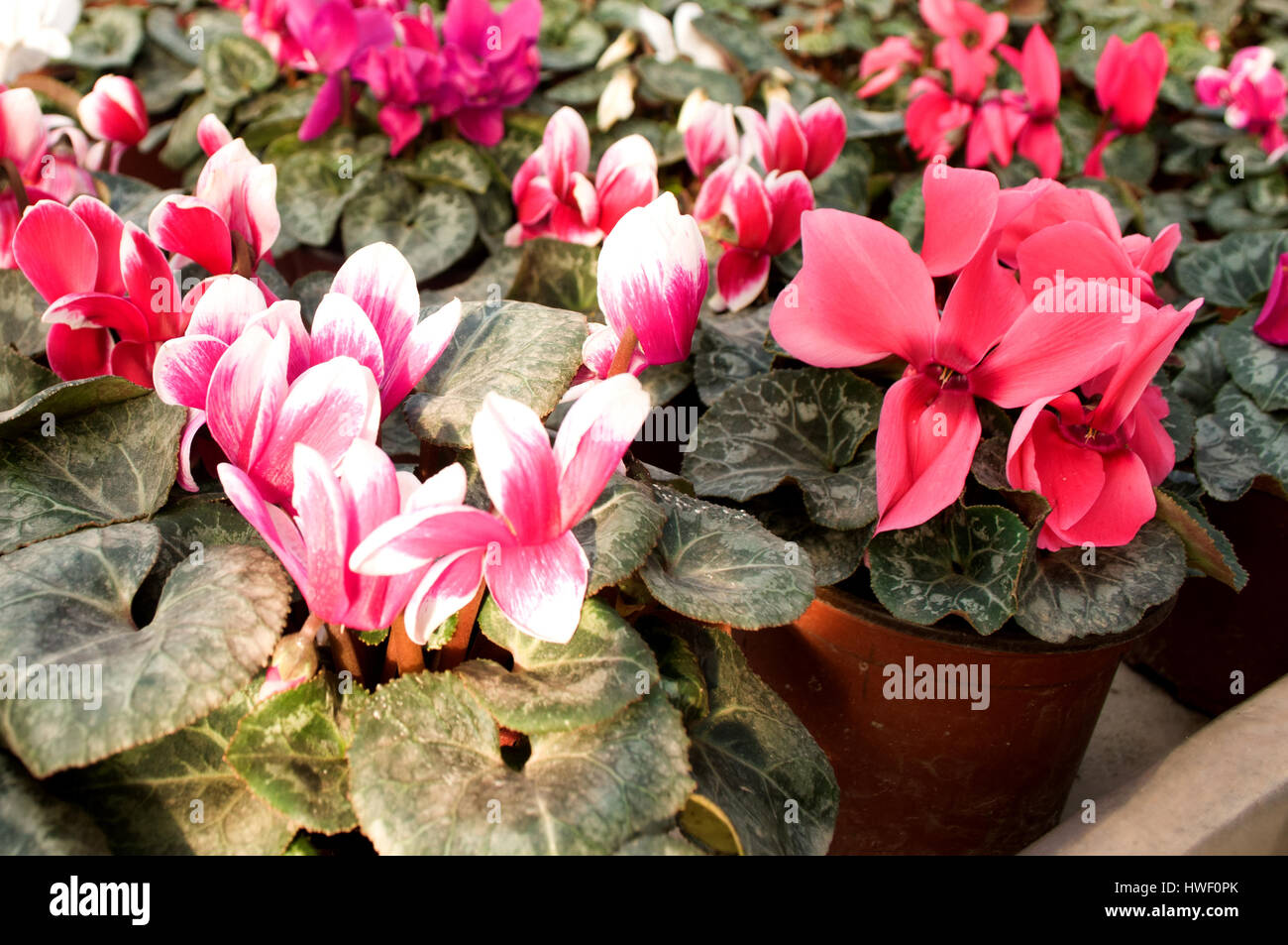Pink flowers bloom in February, ready for the March 8 Women's Day in a