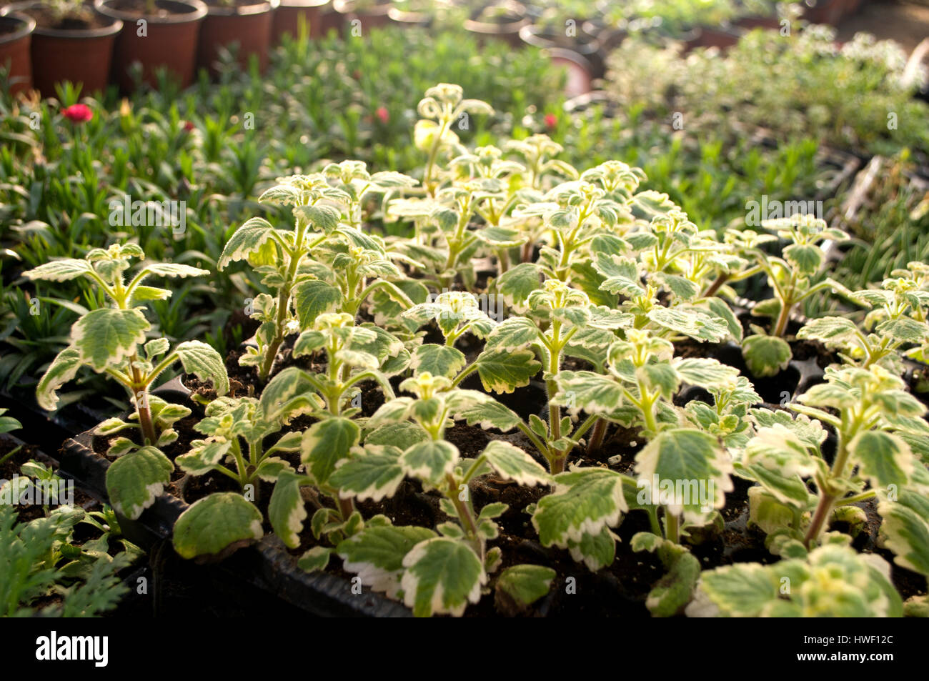 Breeding beautiful flower buds that are running in a greenhouse in the