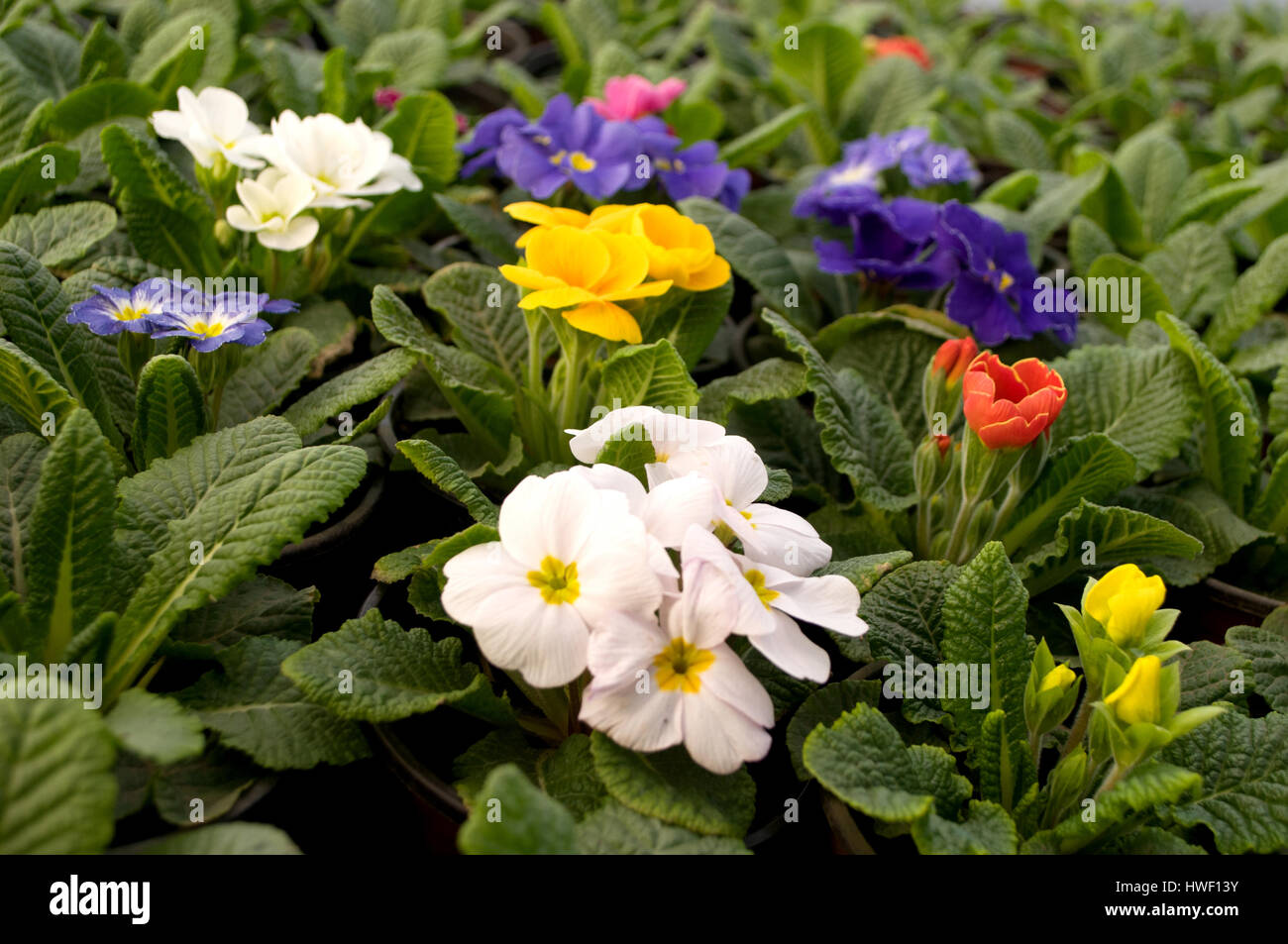 Purple, blue and white flowers bloom in February, ready for the March 8