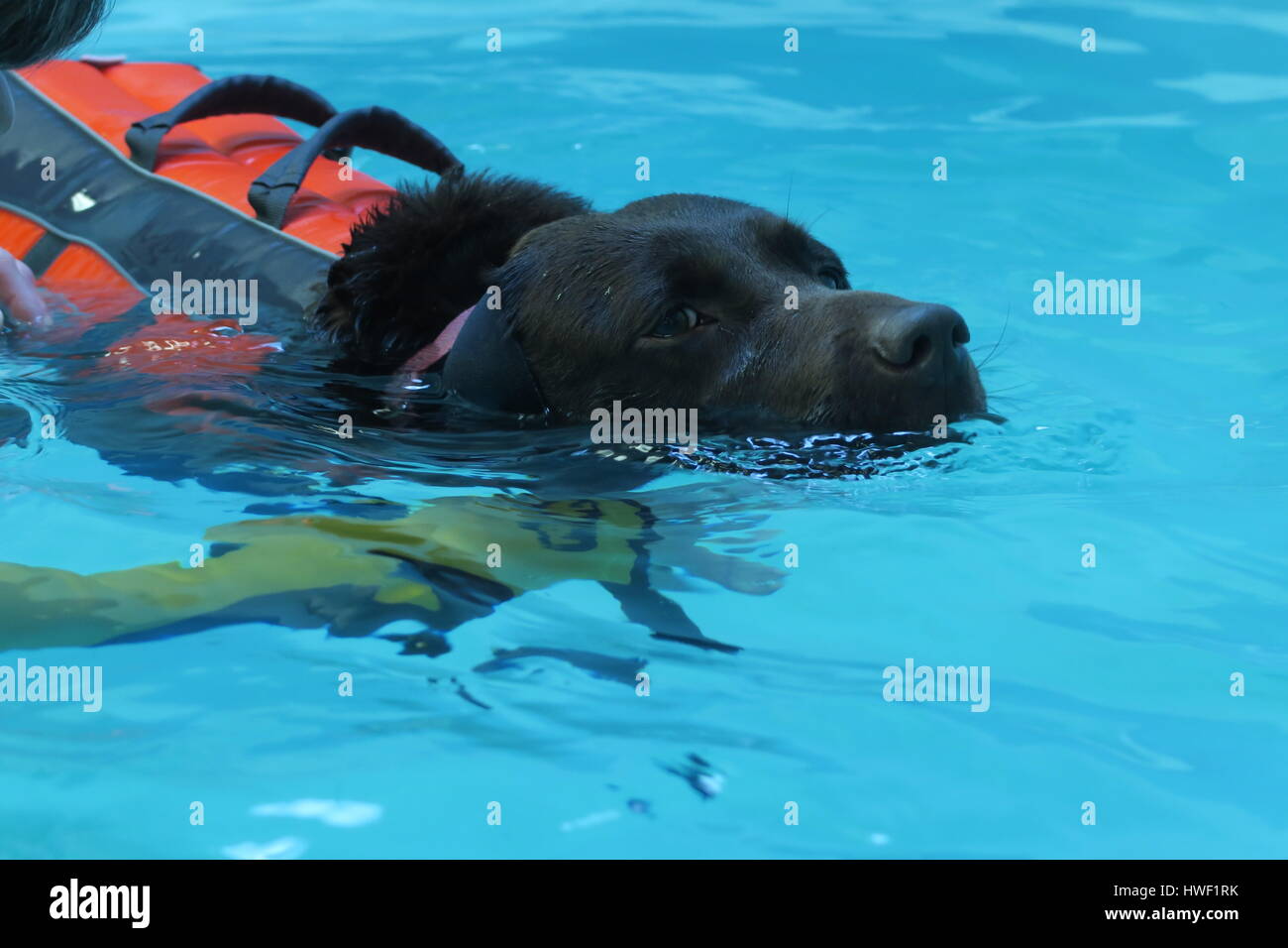 Chocolate Labrador receiving hydrotherapy Stock Photo