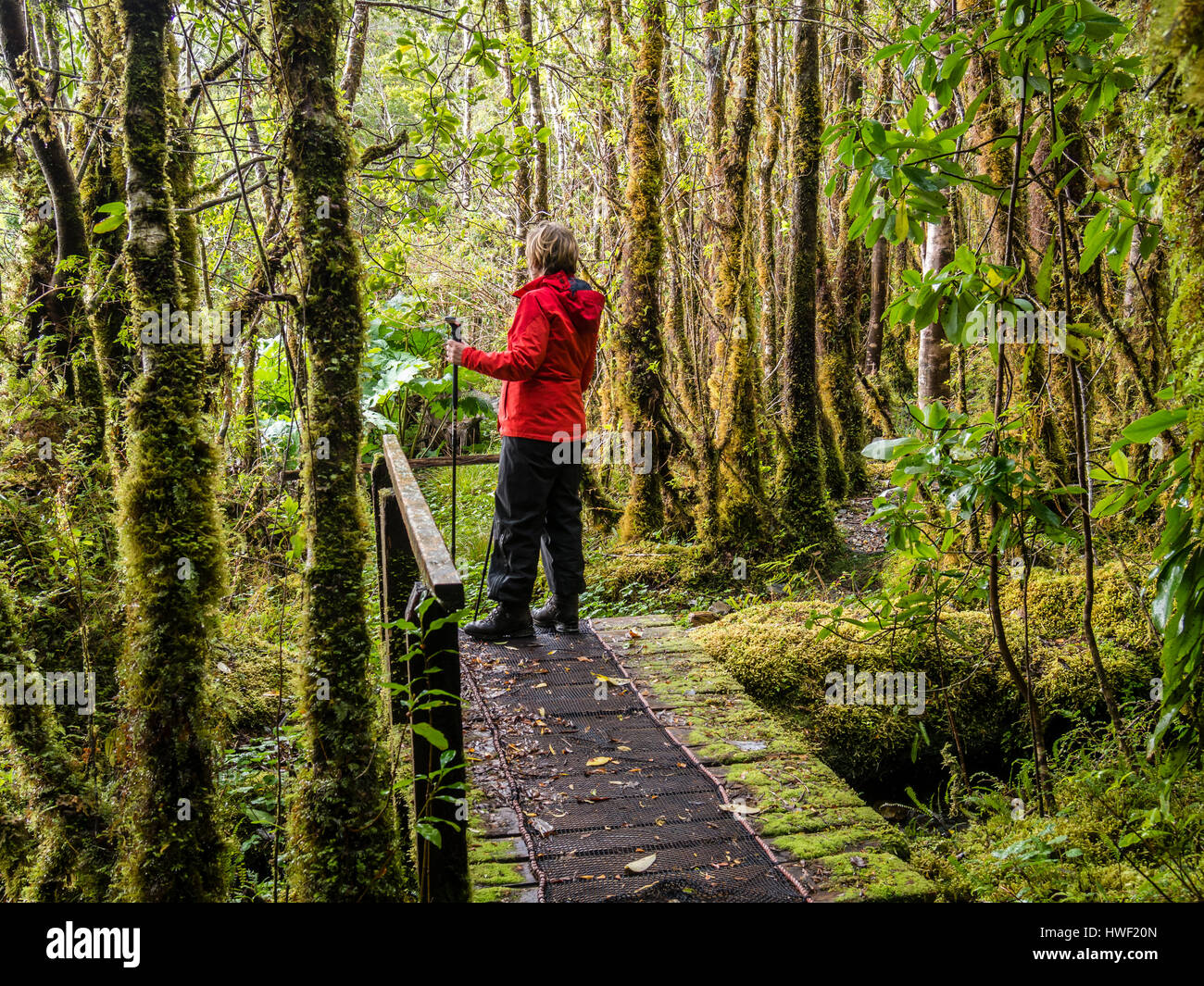 Woman in red jacket in rain forest at the San Rafael glacier, a dertour from the Carretera Austral, Chile Stock Photo