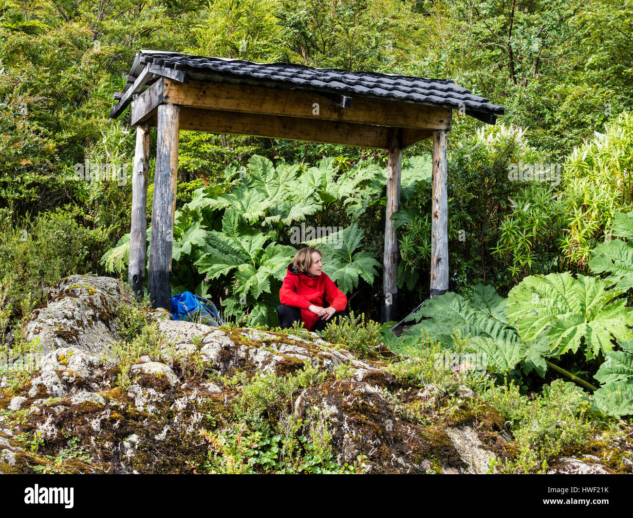 Woman in red jacket in front of giantic rhubarb plant, viewpoint near snout of San Rafael glacier, rain forest ,a dertour from the Carretera Austral,  Stock Photo
