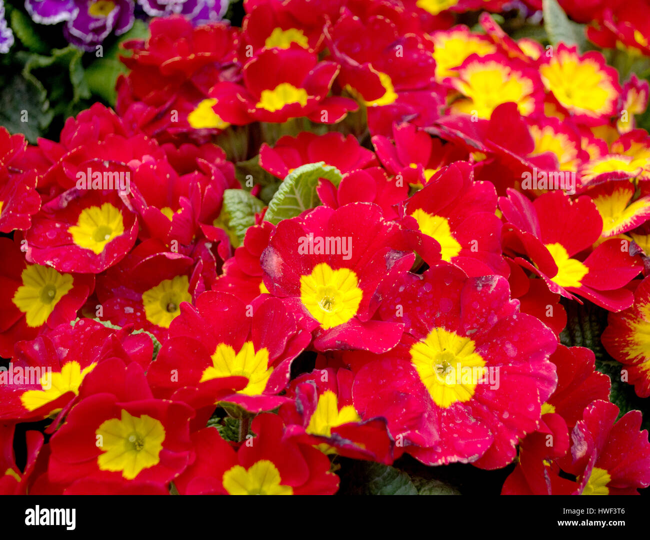 Double primrose colored paint, Latin name 'Primula vulgaris' in the greenhouse in Serbia Stock Photo