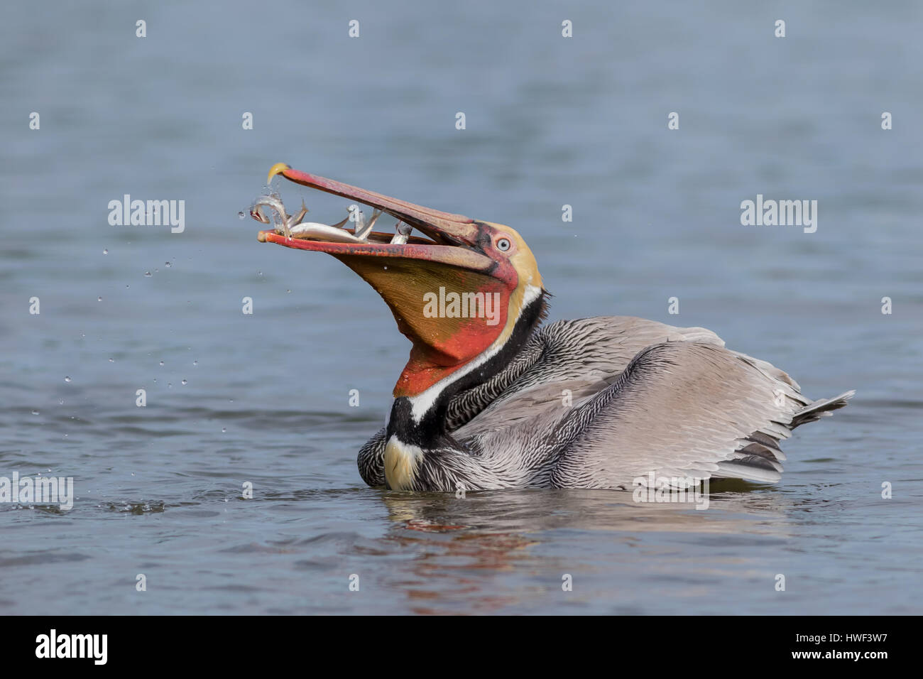 A breeding plumage Brown Pelican resurfaces from an explosive dive with a mouthful of struggling anchovies before swallowing them within seconds. Stock Photo