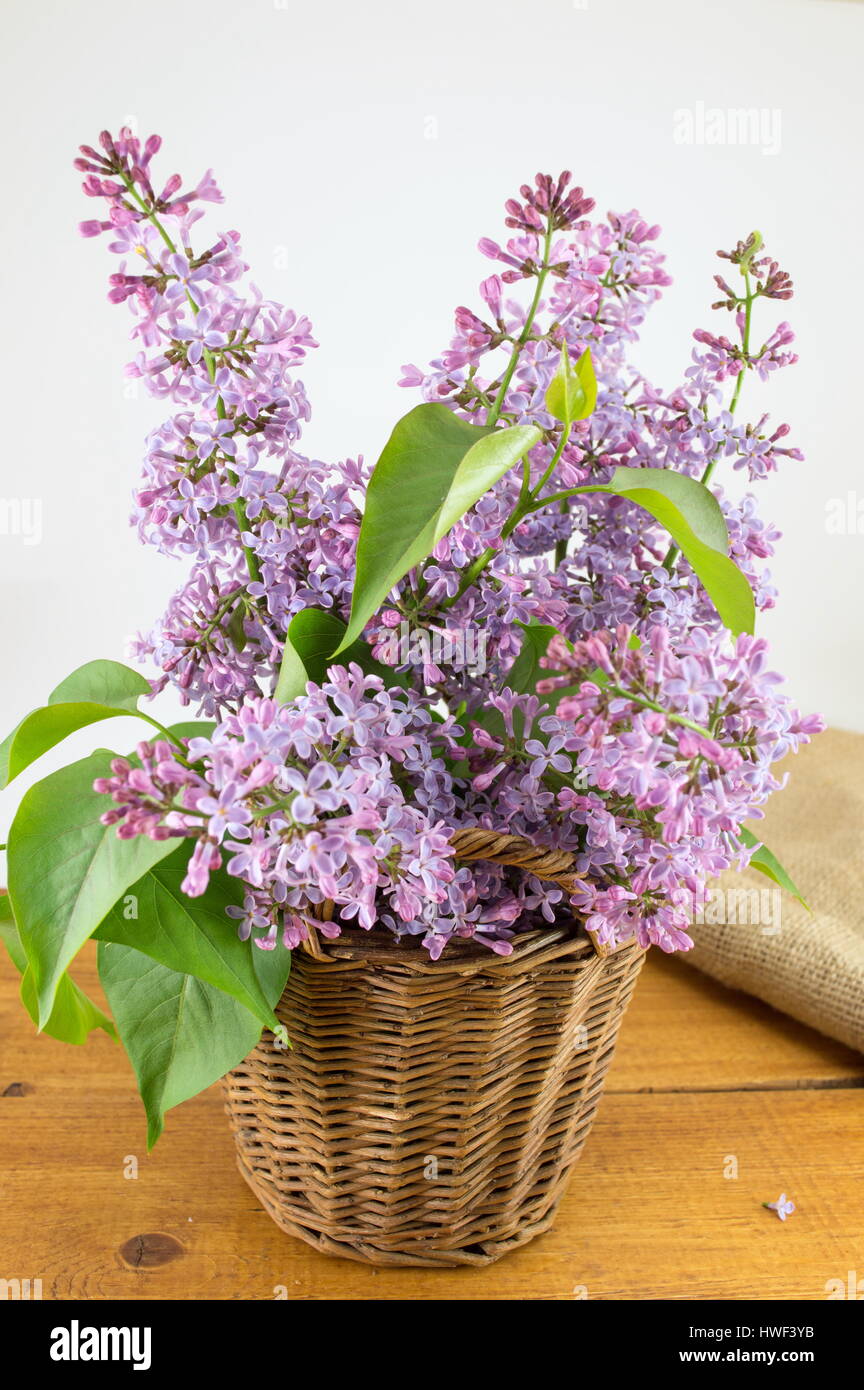 Lilac flowers in a wicker basket. Spring time Stock Photo