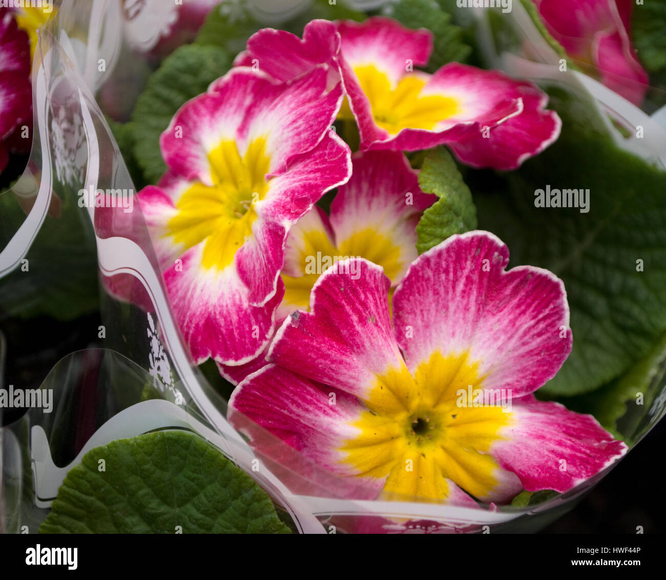Double primrose colored paint, Latin name 'Primula vulgaris' in the greenhouse in Serbia Stock Photo