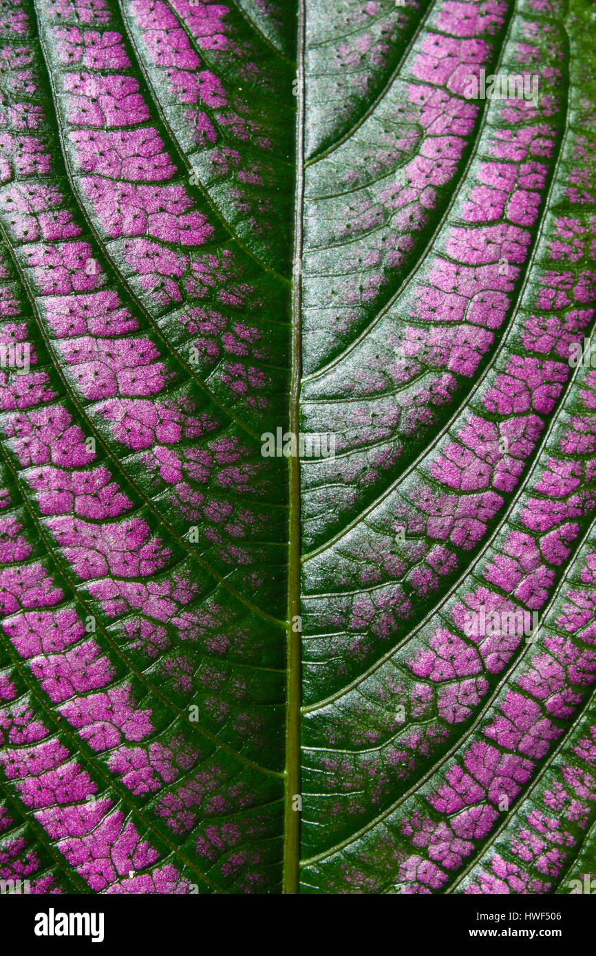 pink and green details of a leaf Stock Photo